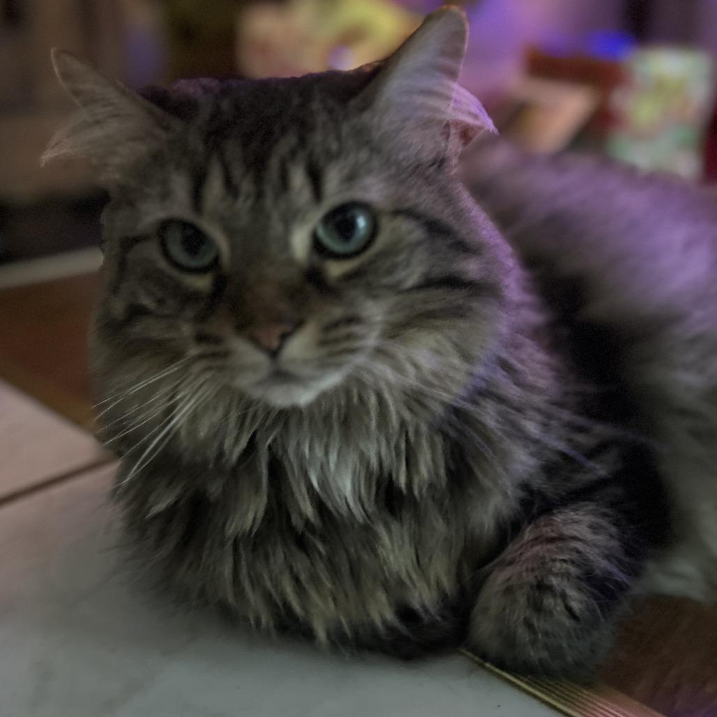 Roo, Adoptable, Adult Male Domestic Long Hair.