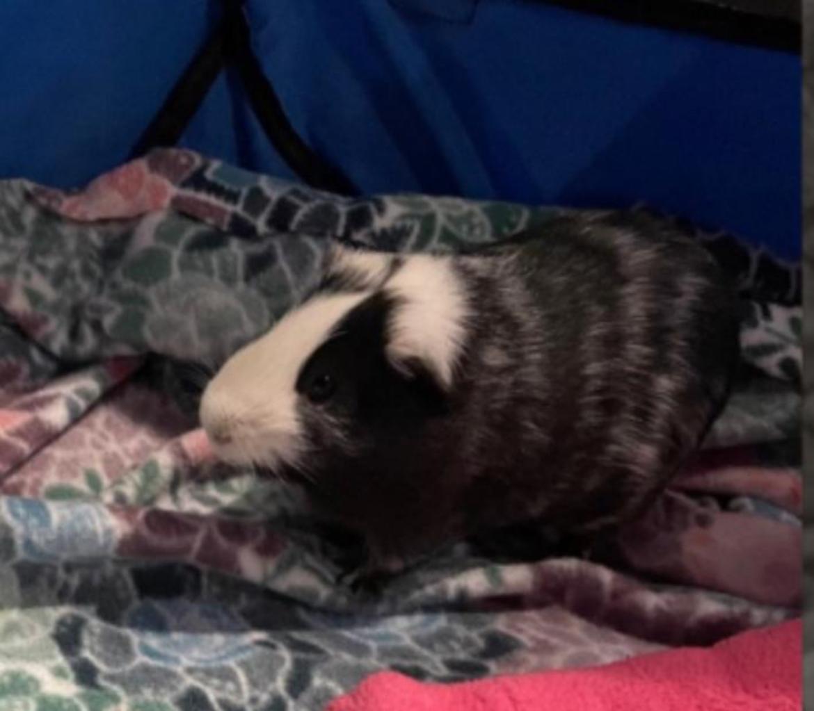 Milo photo 2