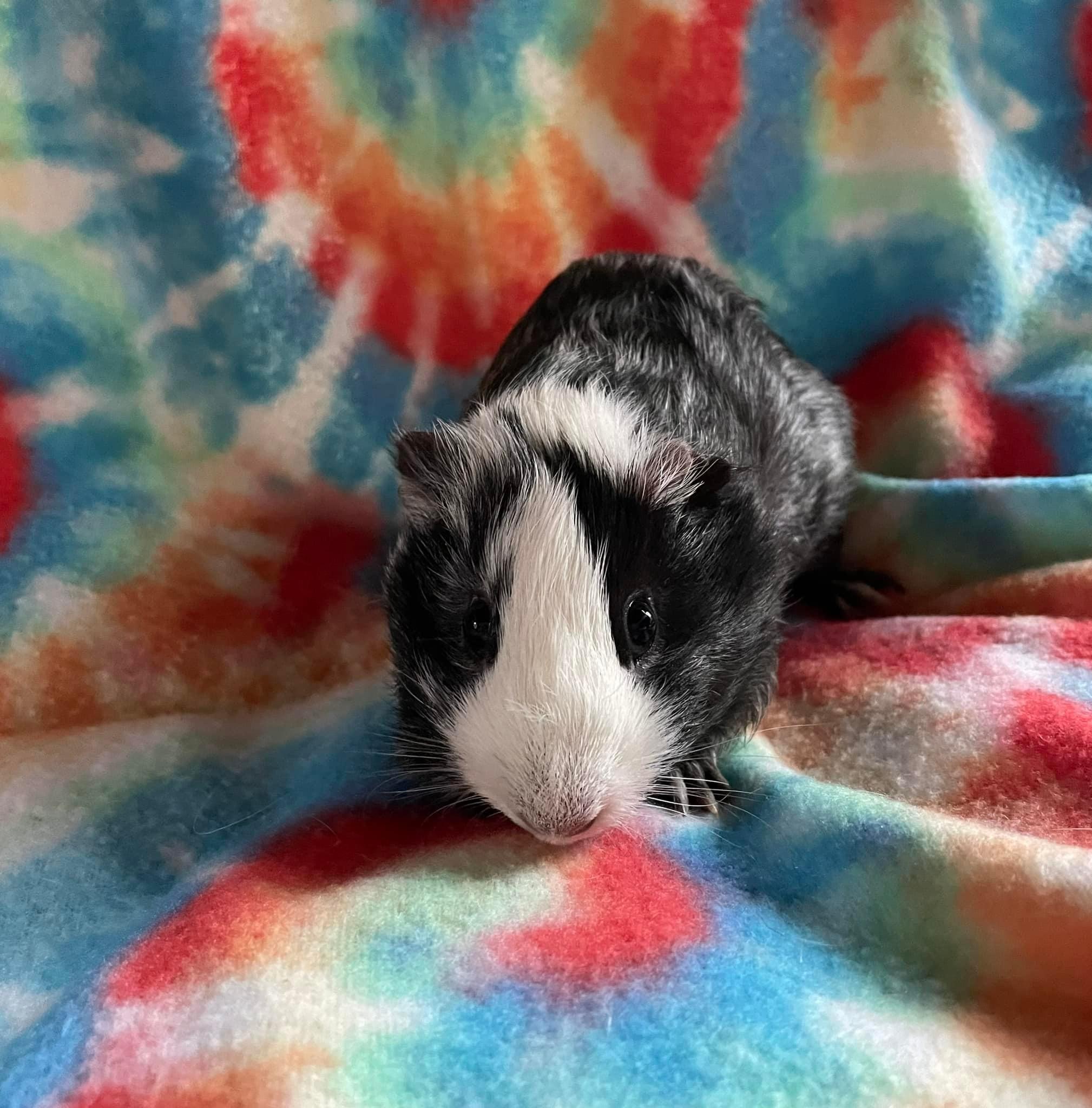 Milo, Adult Male Short-Haired