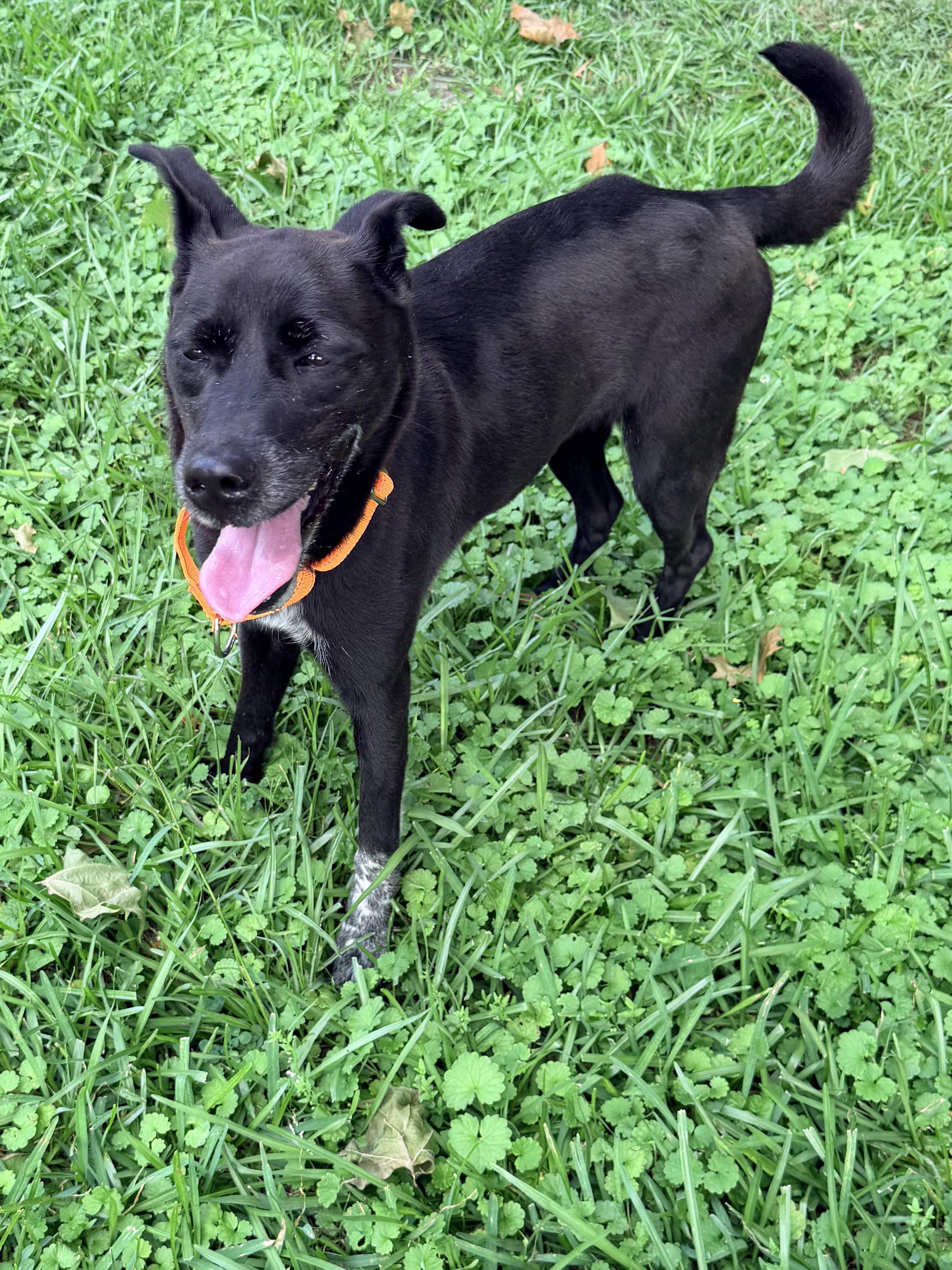 KayLee, a ADOPTABLE mixed breed in Baker, LA image 5/6