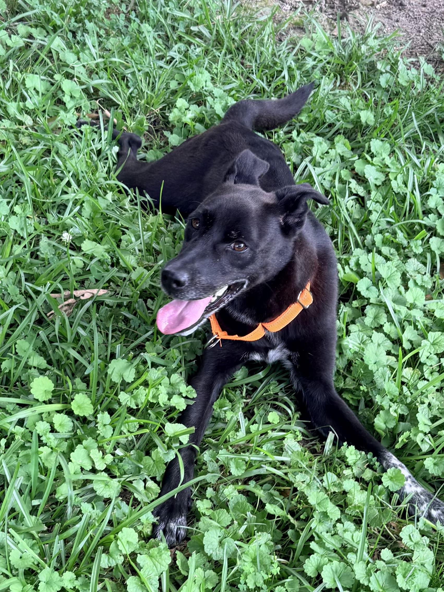 KayLee, a ADOPTABLE mixed breed in Baker, LA image 1/6