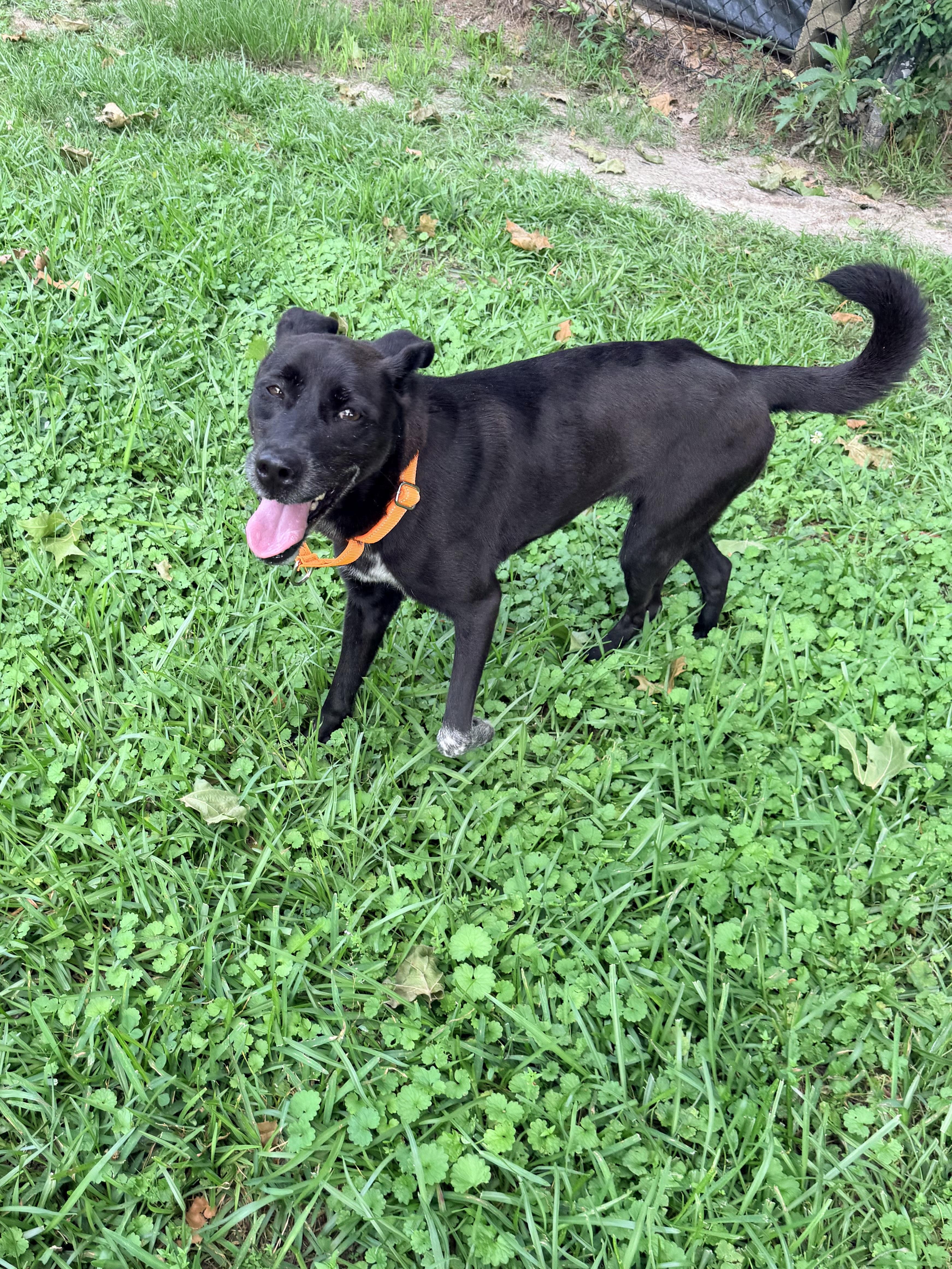KayLee, a ADOPTABLE mixed breed in Baker, LA image 4/6