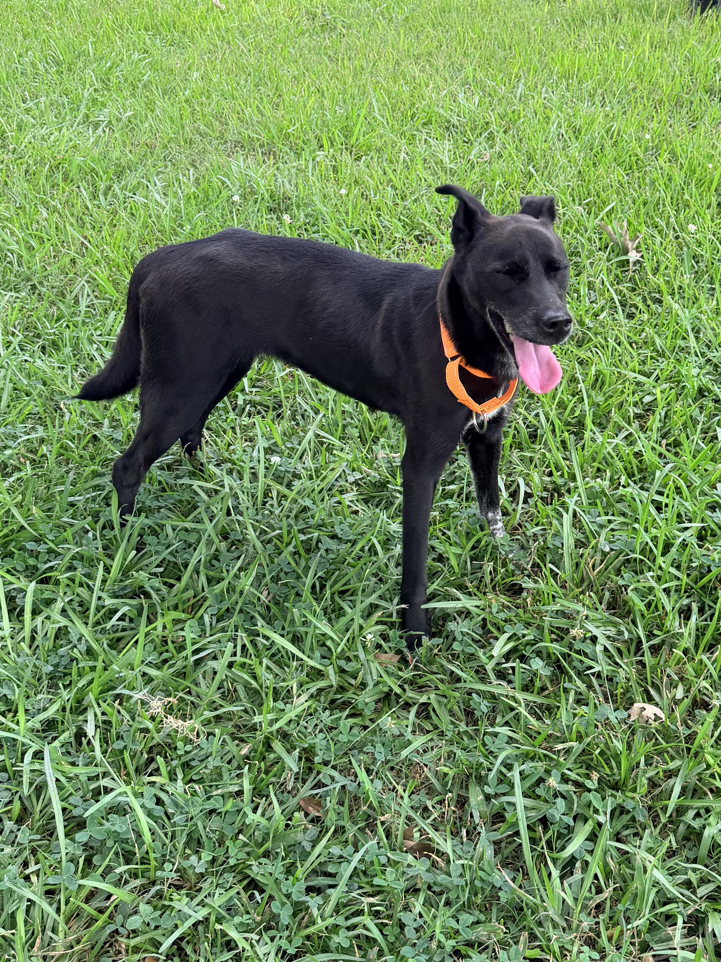 KayLee, a ADOPTABLE mixed breed in Baker, LA image 6/6