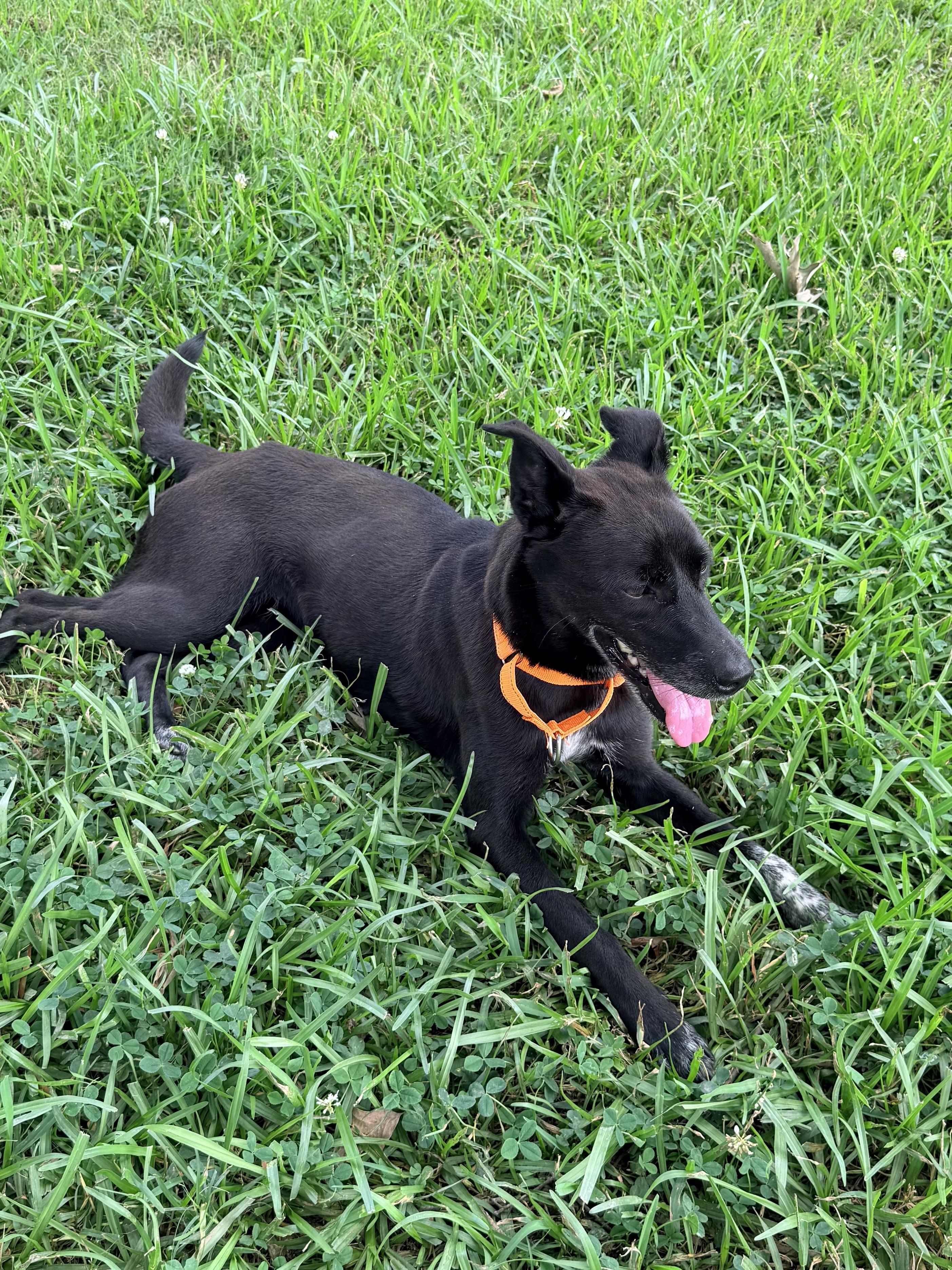 KayLee, a ADOPTABLE mixed breed in Baker, LA image 2/6