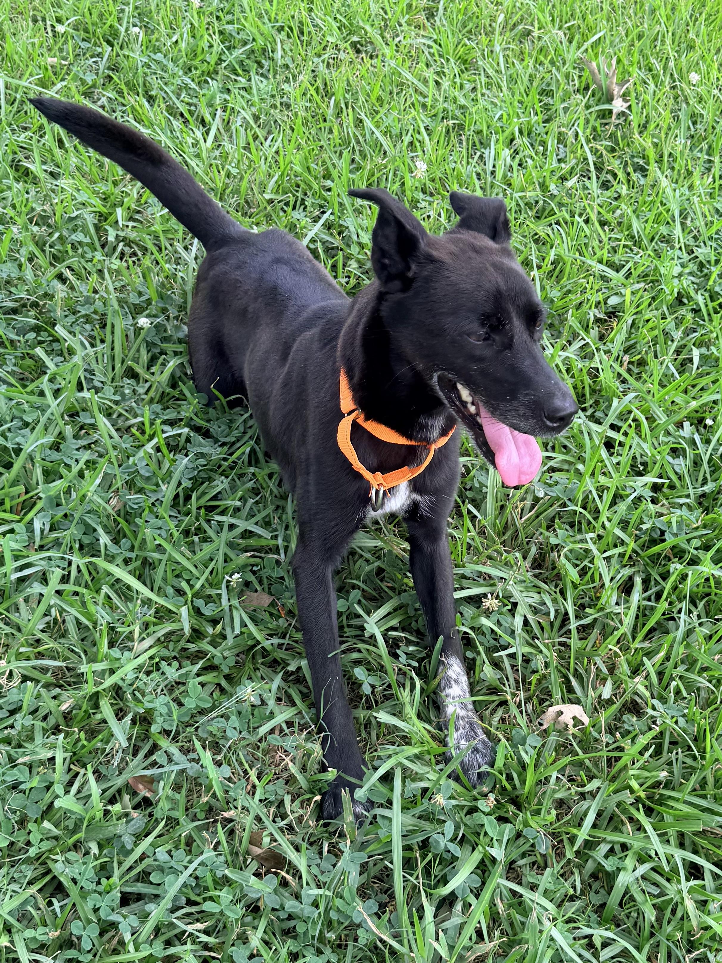 KayLee, a ADOPTABLE mixed breed in Baker, LA image 3/6