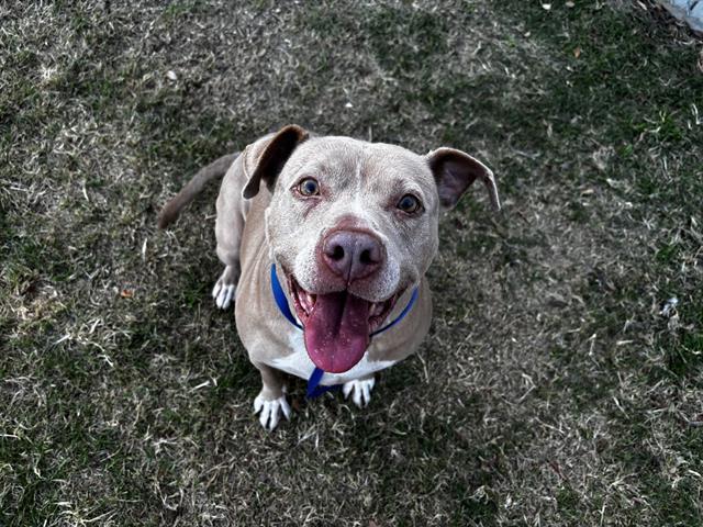 STORMY UNICORN, Adoptable, Adult Female American Staffordshire Terrier & Mixed Breed.