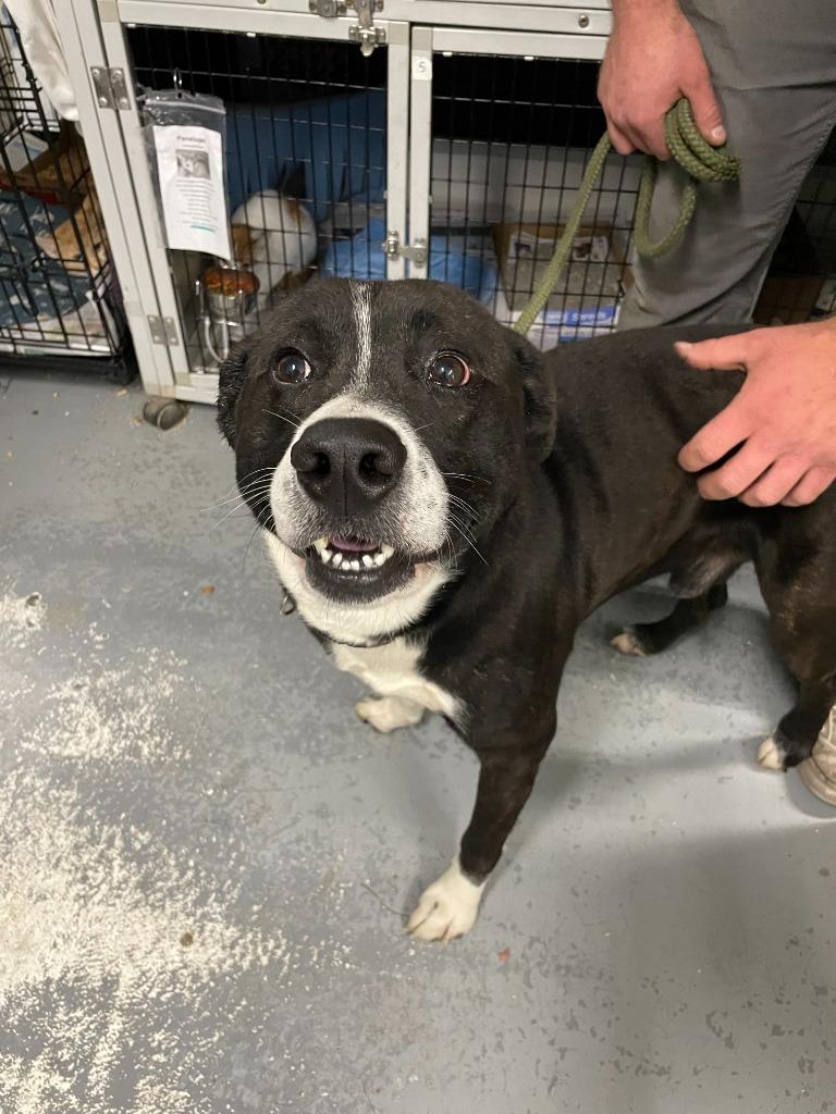 Sully, Adoptable, Adult Male Boxer & Labrador Retriever.