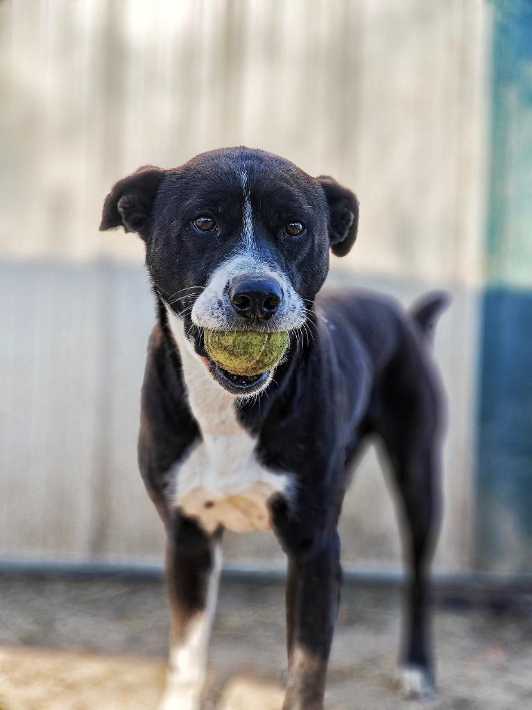 Enlarge Sully, a Adoptable mixed breed in Hillsdale, IN image 2/4