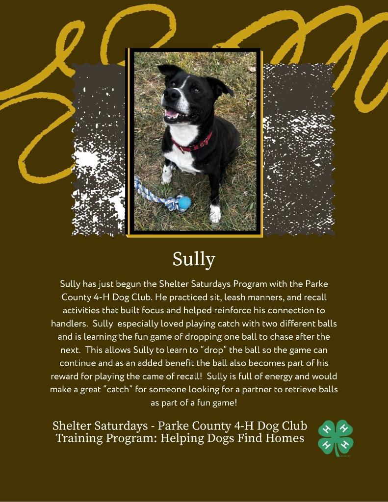 Enlarge Sully, a Adoptable mixed breed in Hillsdale, IN image 3/4