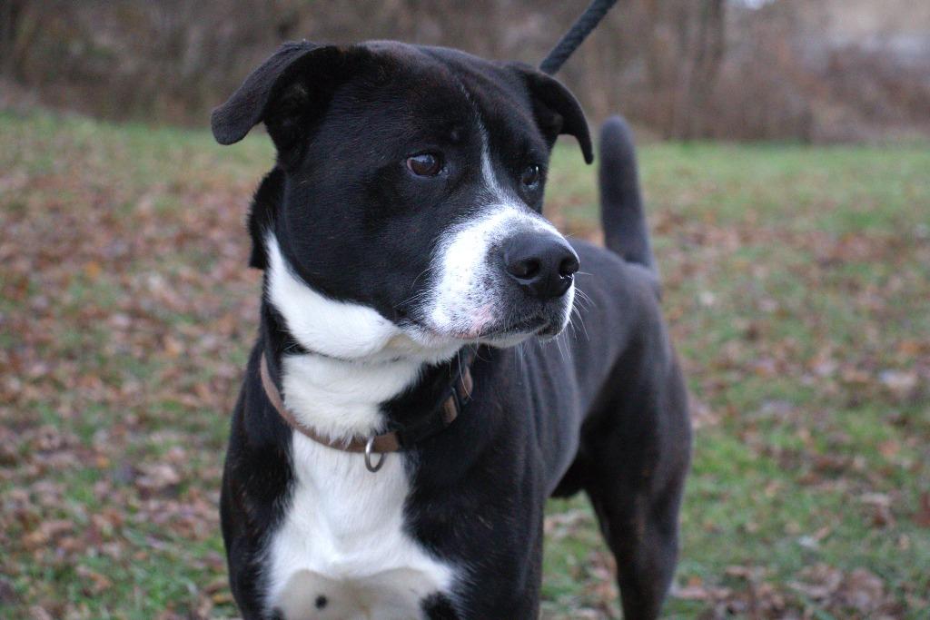 Enlarge Sully, a Adoptable mixed breed in Hillsdale, IN image 4/4