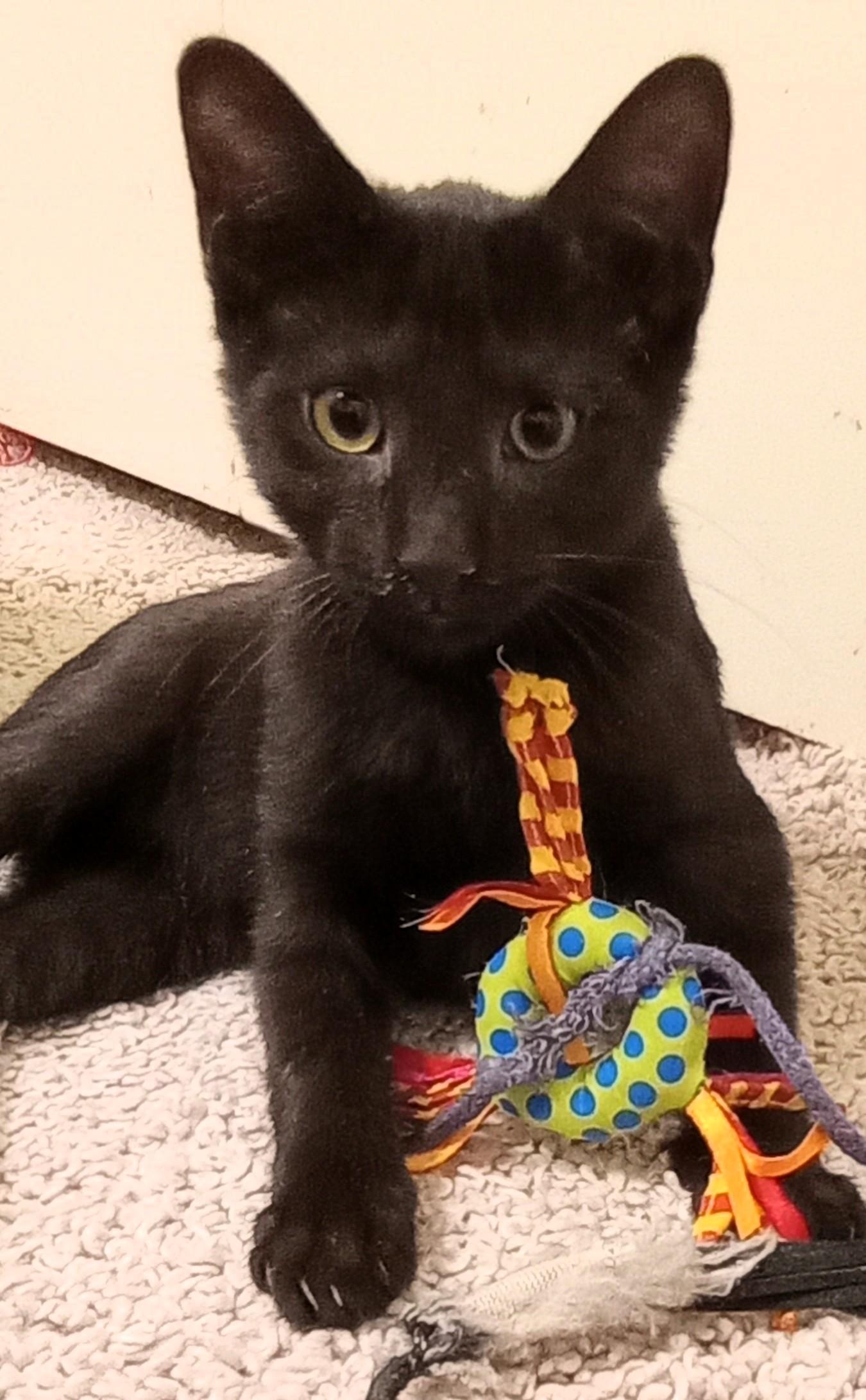 Enlarge The Country Music Kittens, a ADOPTABLE Domestic Short Hair in Wayland, MA image 4/6