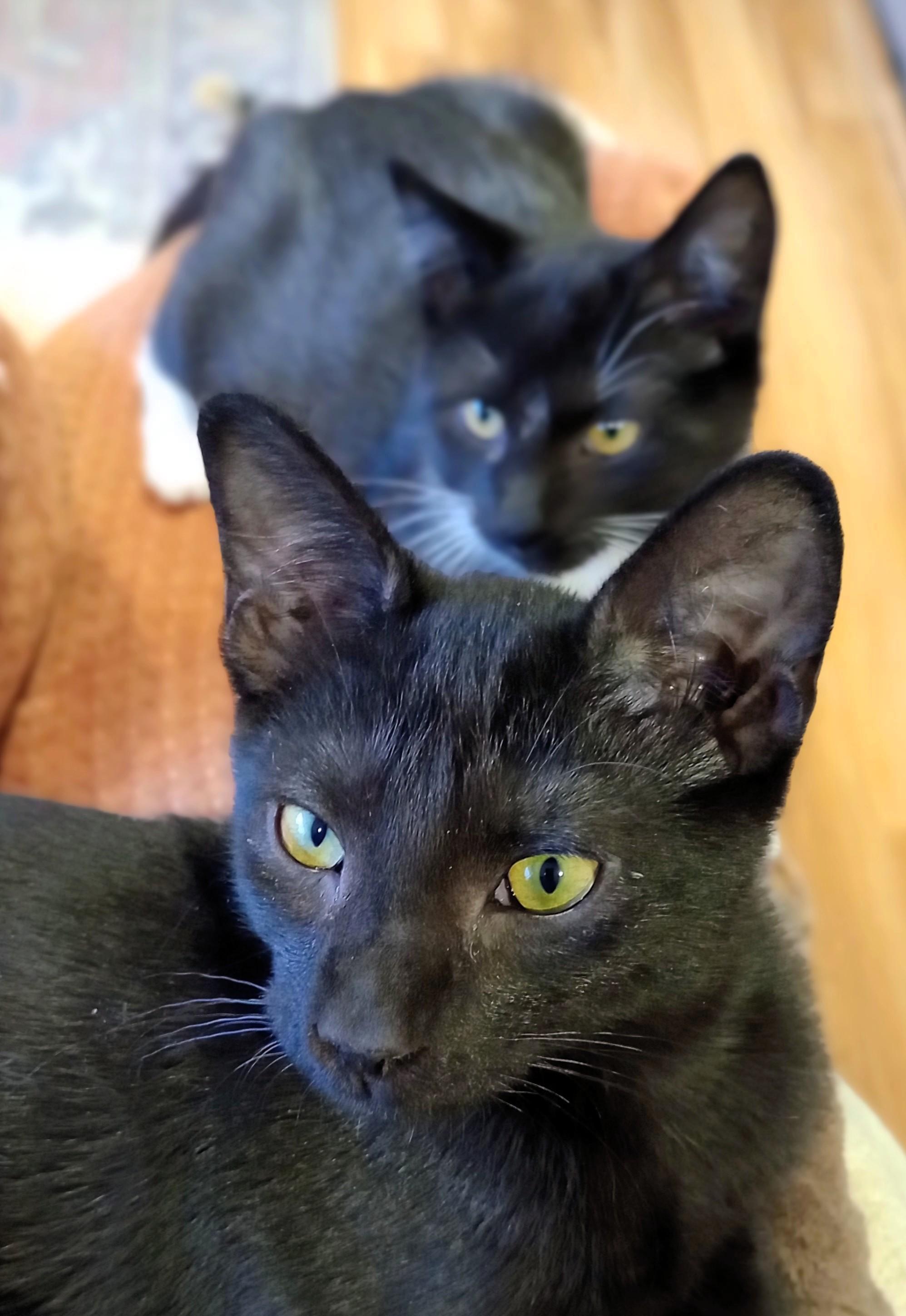 Enlarge The Country Music Kittens, a ADOPTABLE Domestic Short Hair in Wayland, MA image 2/6