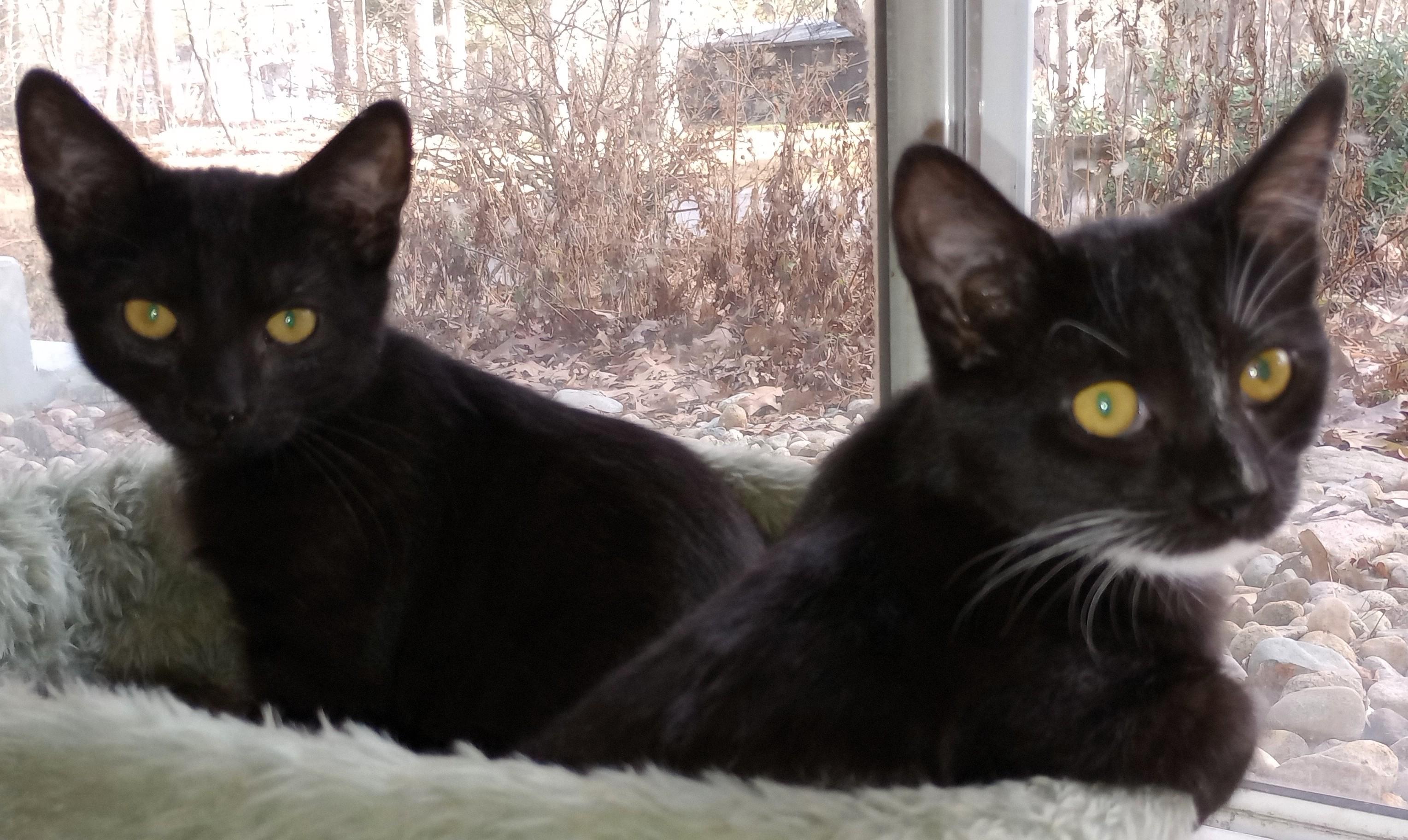 Enlarge The Country Music Kittens, a ADOPTABLE Domestic Short Hair in Wayland, MA image 3/6