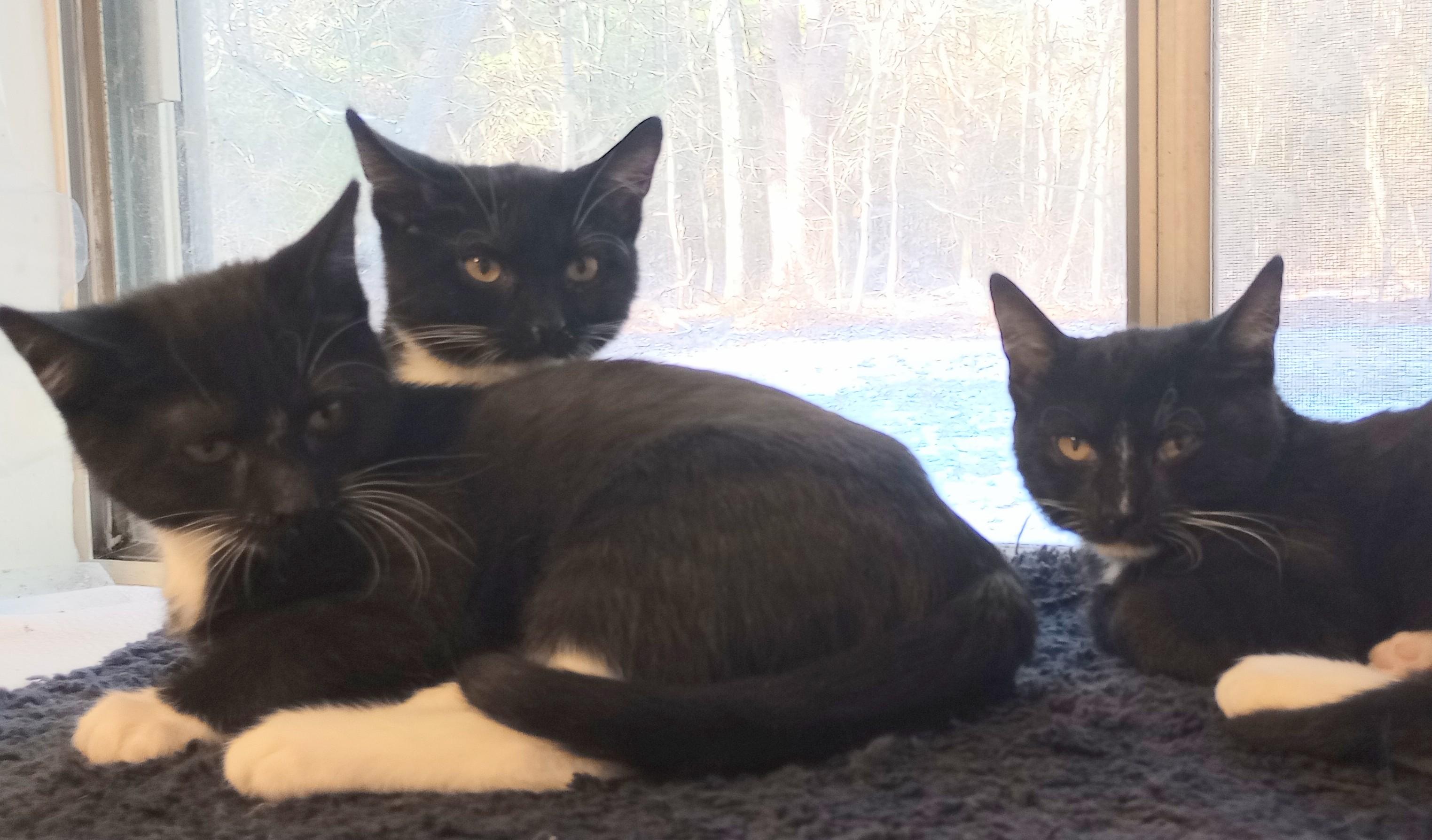 Enlarge The Country Music Kittens, a ADOPTABLE Domestic Short Hair in Wayland, MA image 5/6