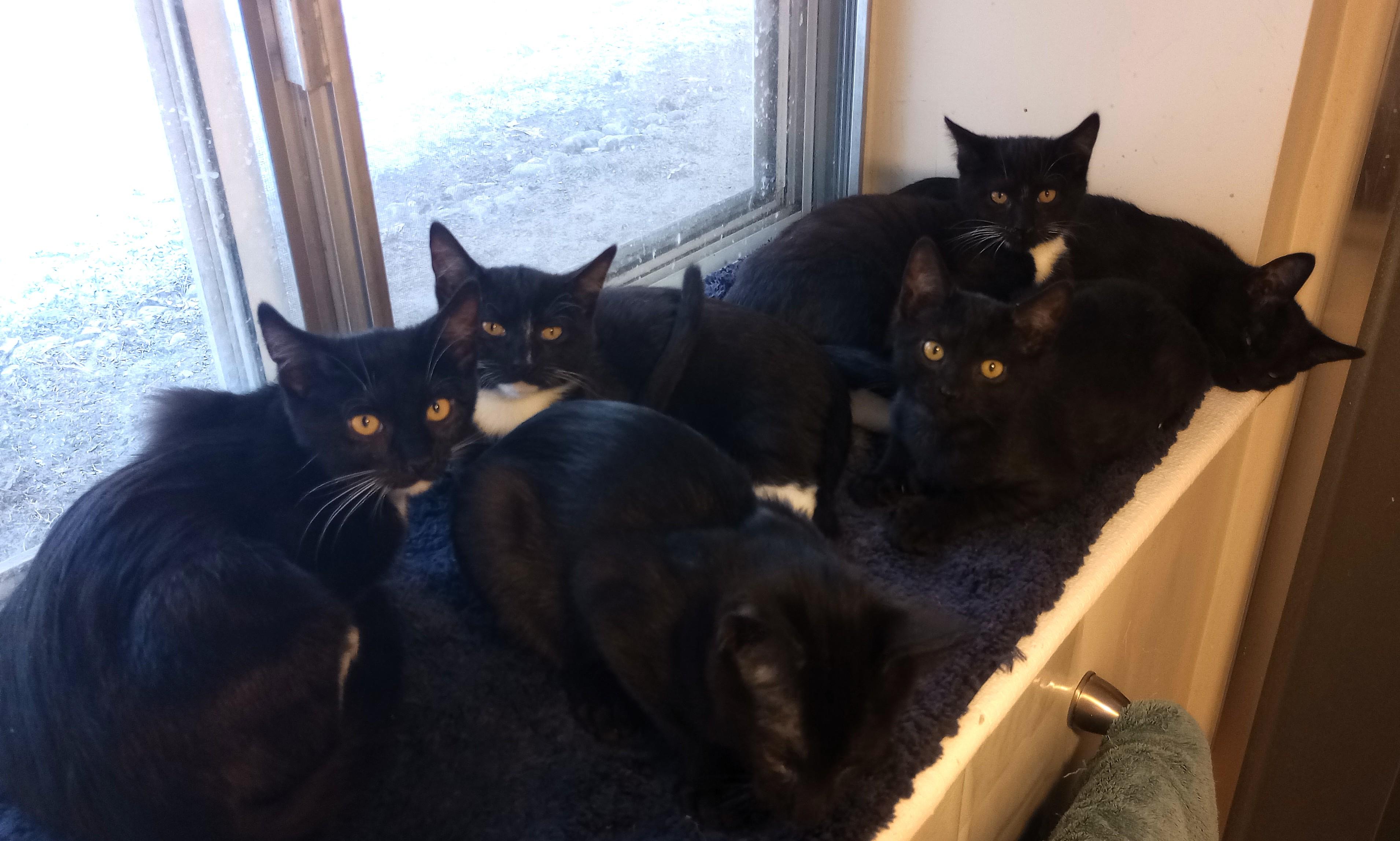 The Country Music Kittens, ADOPTABLE, Kitten Female Domestic Short Hair.