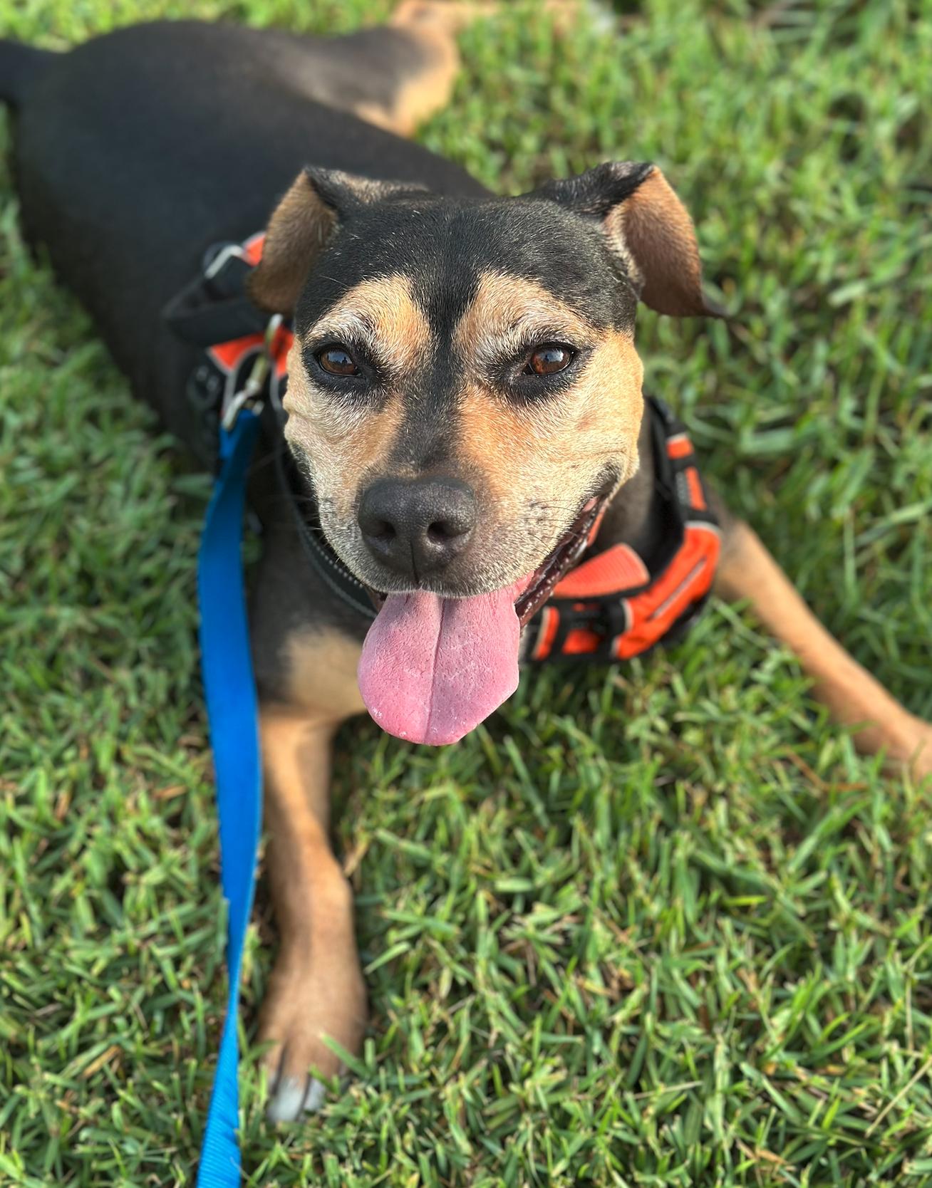 Cami, Adoptable, Adult Female Hound.