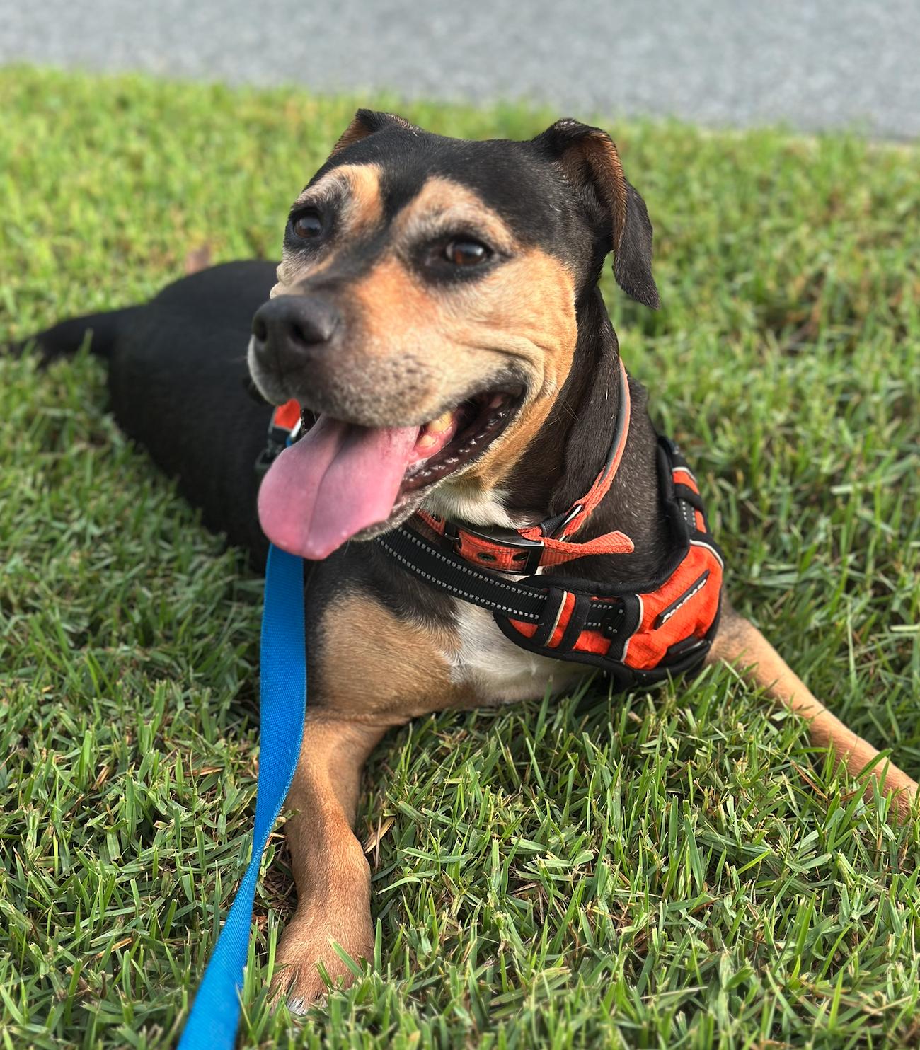 Cami, a Adoptable Hound in Osteen, FL image 2/3