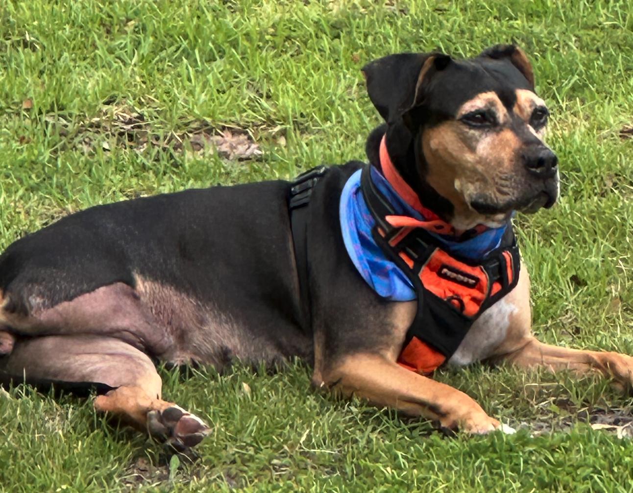 Cami, a Adoptable Hound in Osteen, FL image 3/3