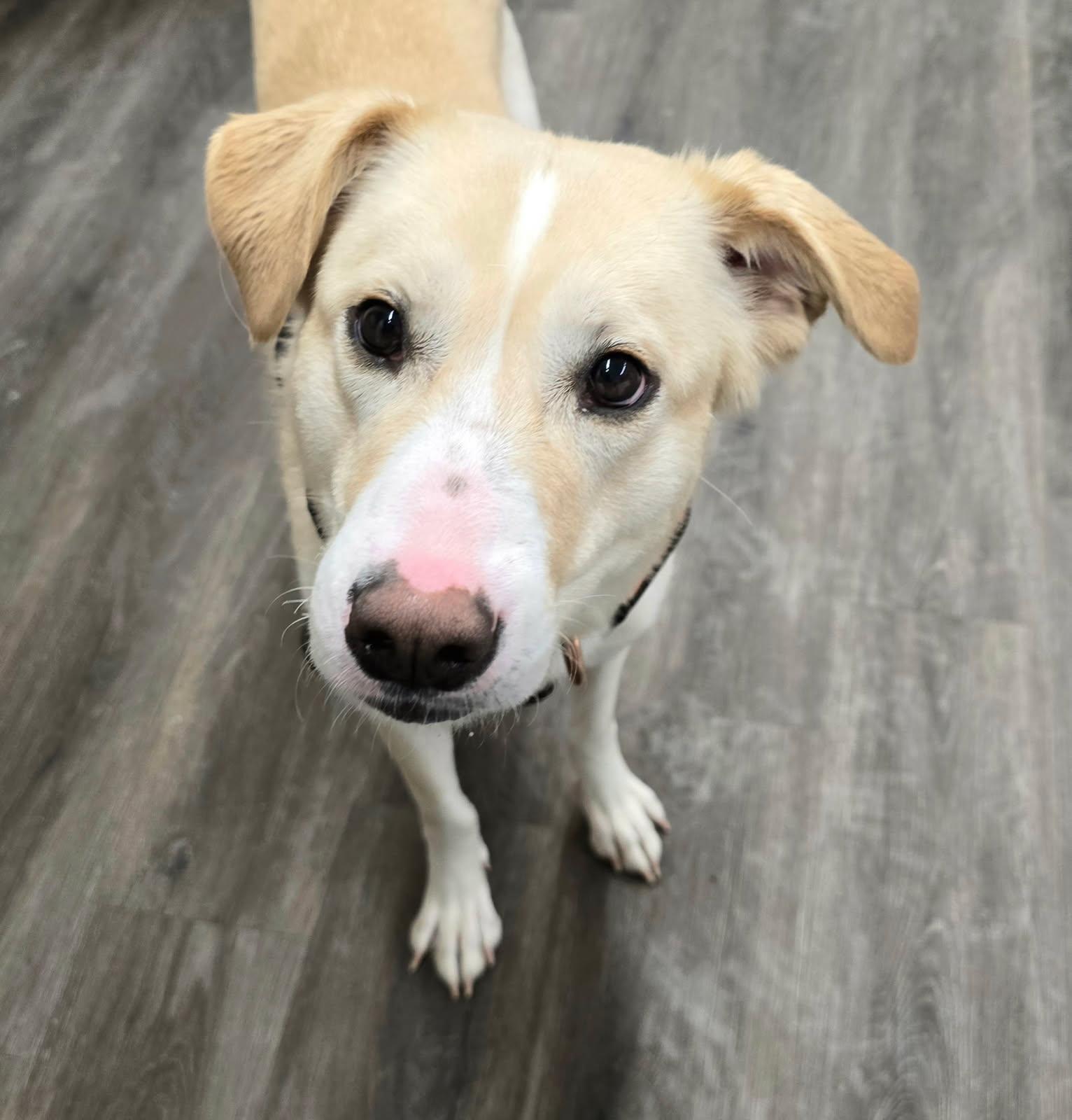 Shania, a Adoptable mixed breed in Cedar Rapids, IA image 3/6