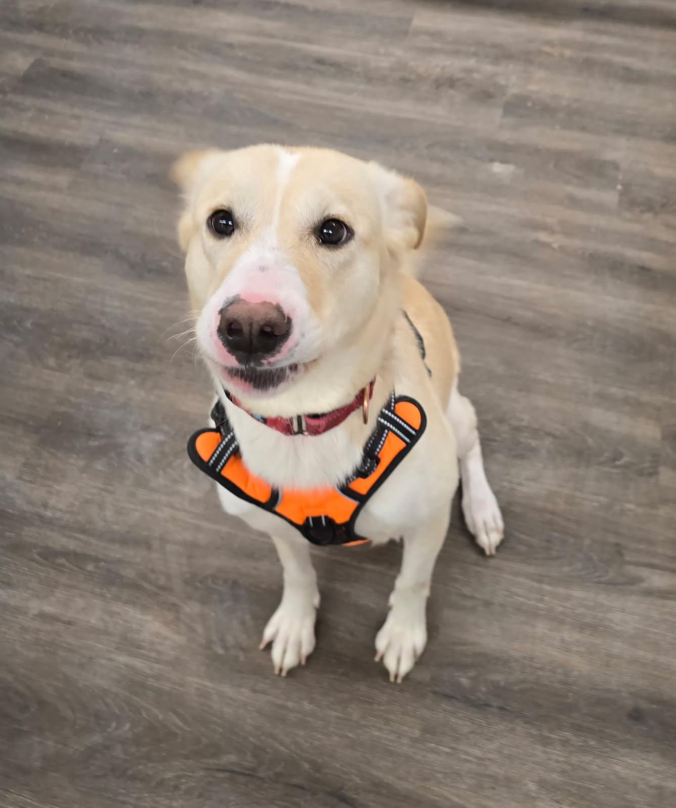 Shania, a Adoptable mixed breed in Cedar Rapids, IA image 2/6