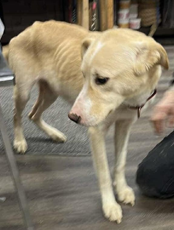 Shania, a Adoptable mixed breed in Cedar Rapids, IA image 5/6