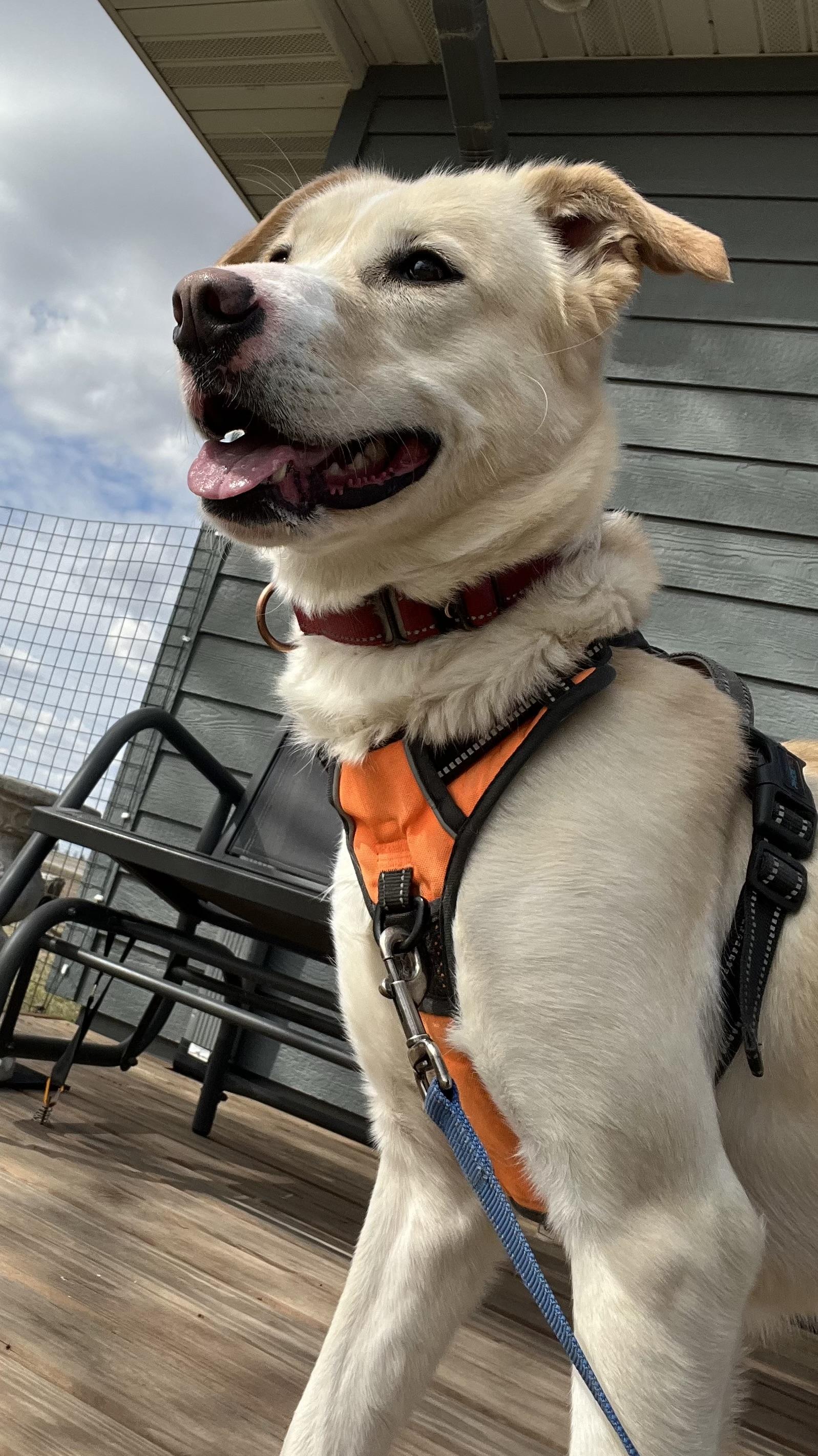 Shania, a Adoptable mixed breed in Cedar Rapids, IA image 6/6