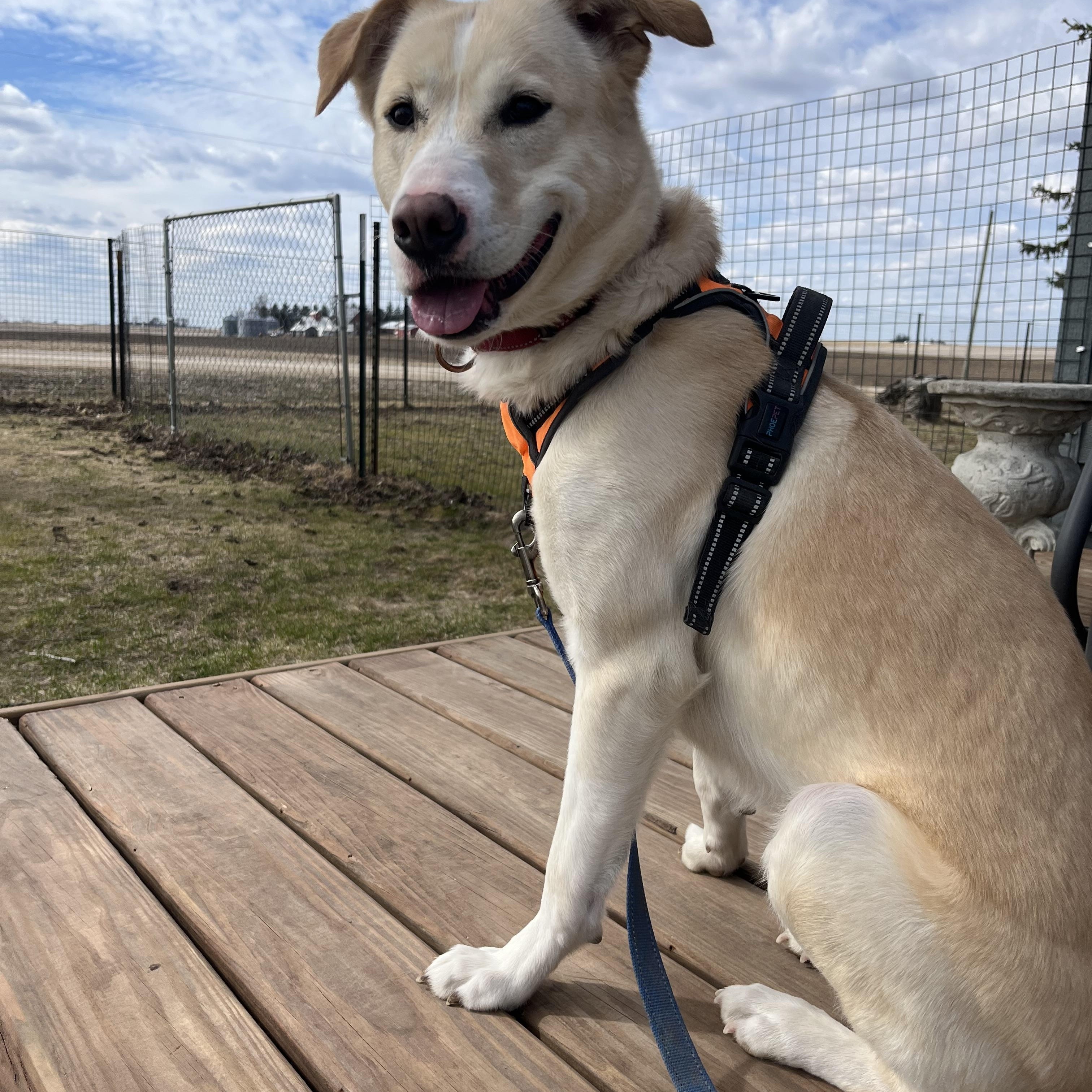 Shania, a Adoptable mixed breed in Cedar Rapids, IA image 1/6