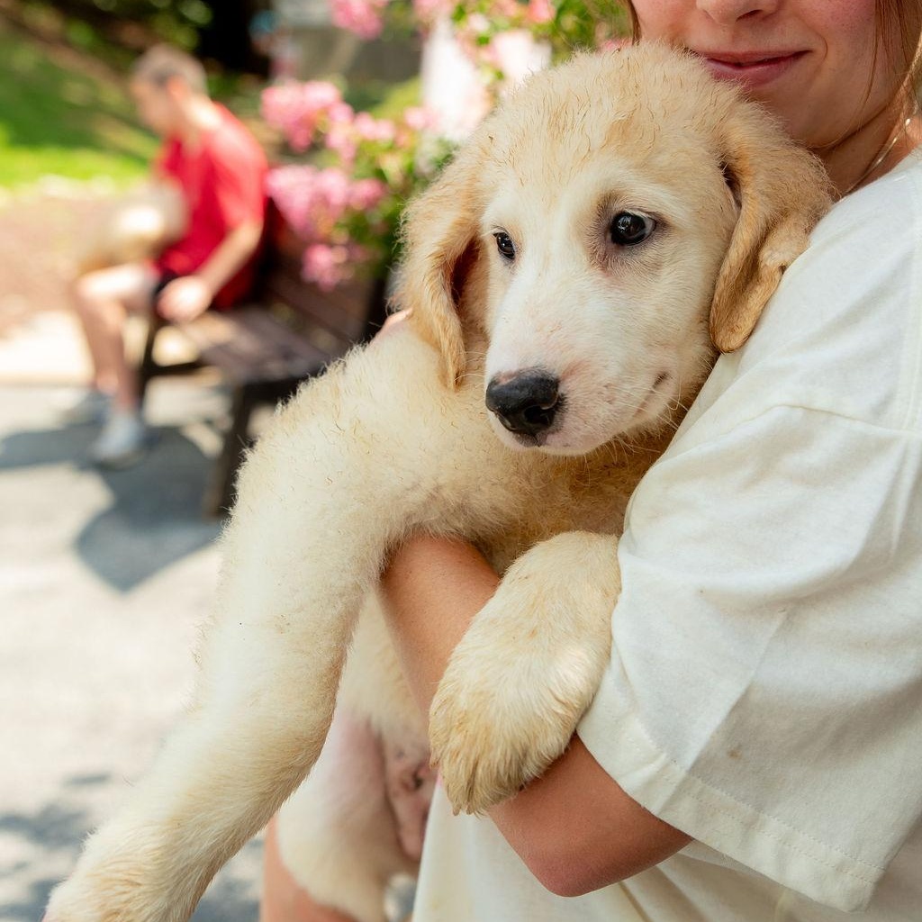 Enlarge Suffolk, a Adoptable mixed breed in Chester Springs, PA image 4/6