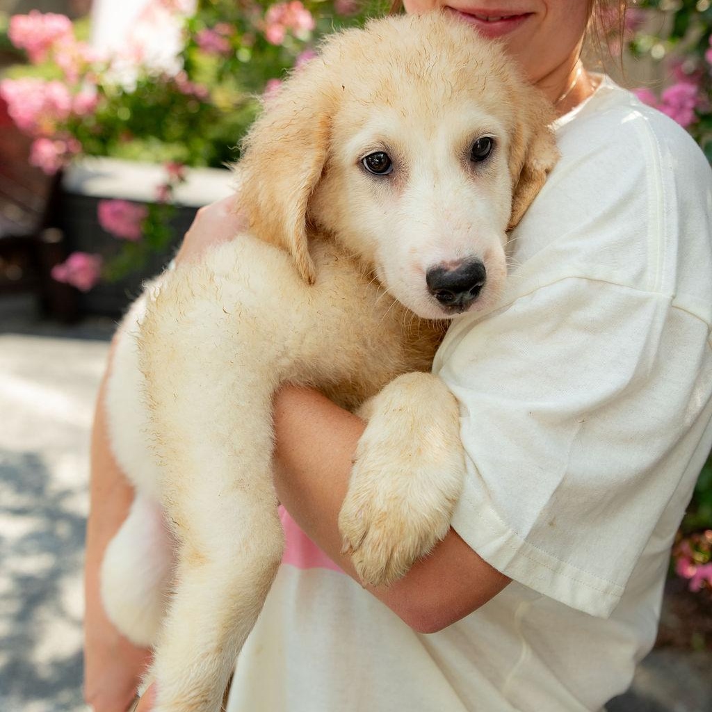 Suffolk, Adoptable, Puppy Female Maremma Sheepdog & Great Pyrenees.