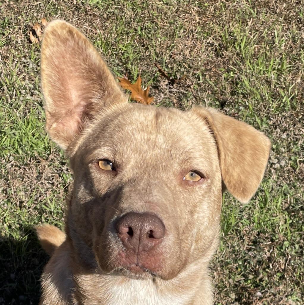 Wylie, Adoptable, Adult Male Husky & Pit Bull Terrier.