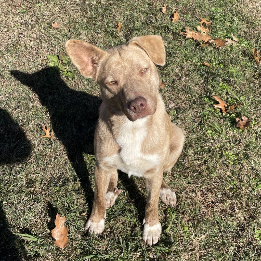 Enlarge Wylie, a Adoptable mixed breed in Brenham, TX image 2/6