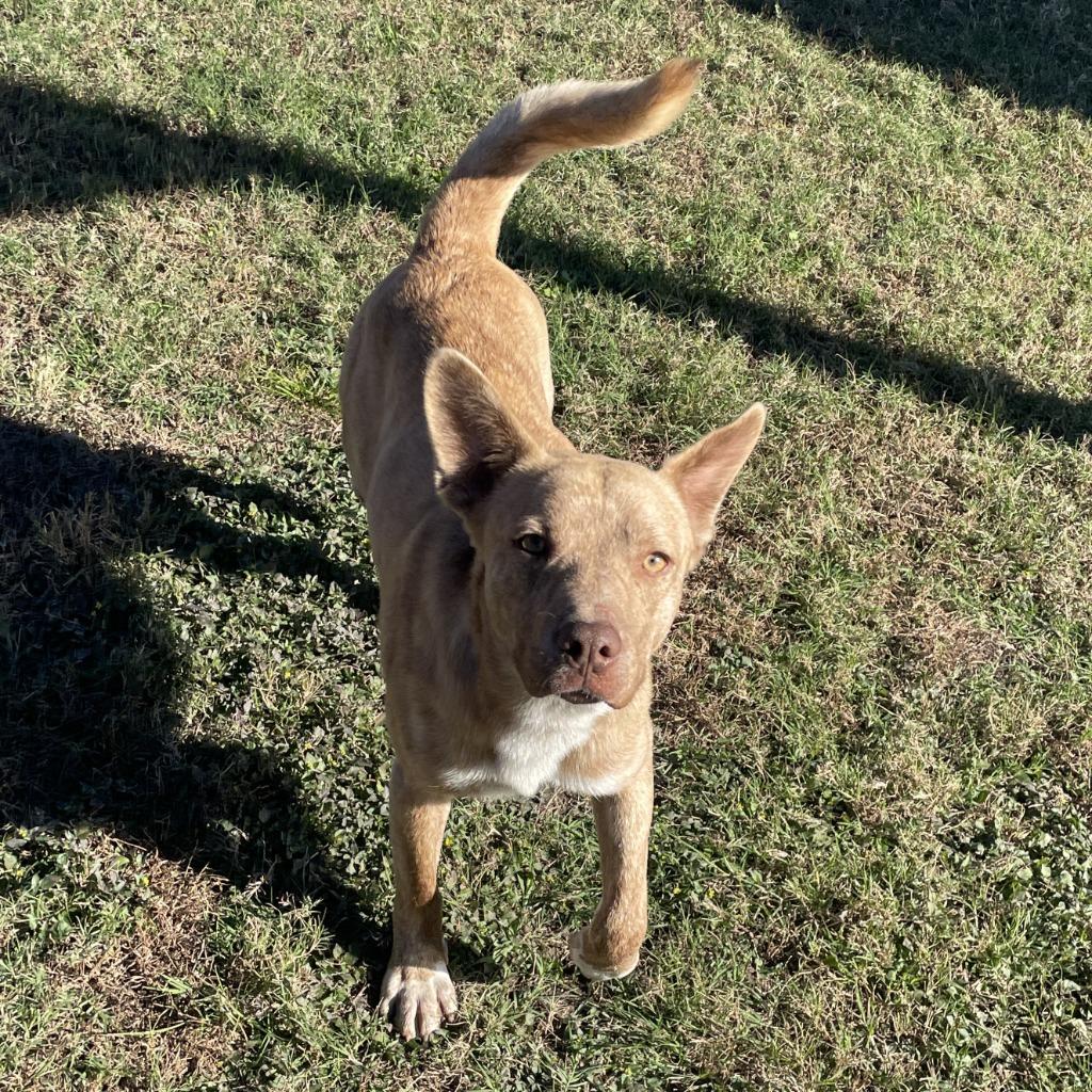 Enlarge Wylie, a Adoptable mixed breed in Brenham, TX image 4/6