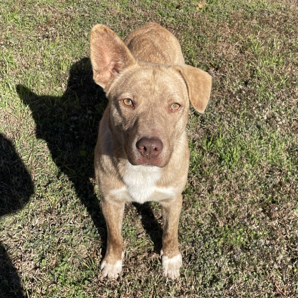 Enlarge Wylie, a Adoptable mixed breed in Brenham, TX image 5/6