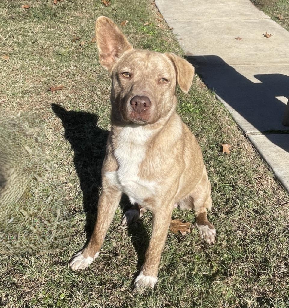 Enlarge Wylie, a Adoptable mixed breed in Brenham, TX image 6/6