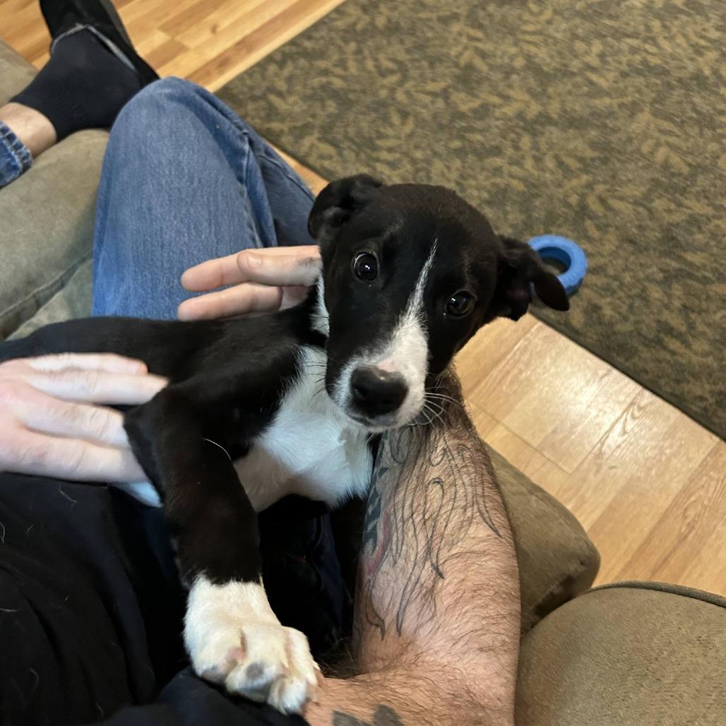 Enlarge Goji *Avail by Appt*, a Adoptable Mixed Breed in Kennebunk, ME image 1/6