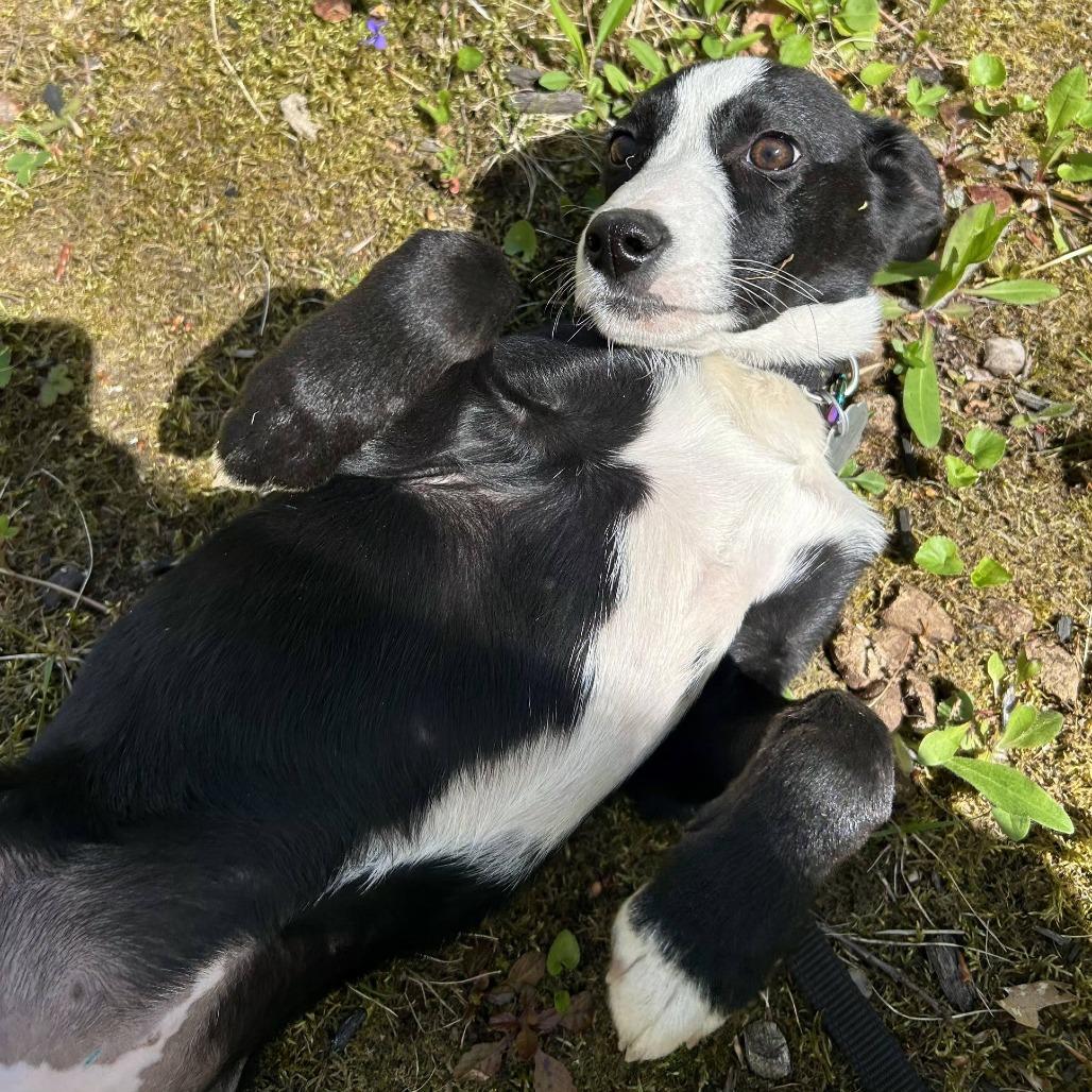 Enlarge Goji *Avail by Appt*, a Adoptable Mixed Breed in Kennebunk, ME image 2/6