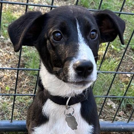 Enlarge Goji *Avail by Appt*, a Adoptable Mixed Breed in Kennebunk, ME image 3/6