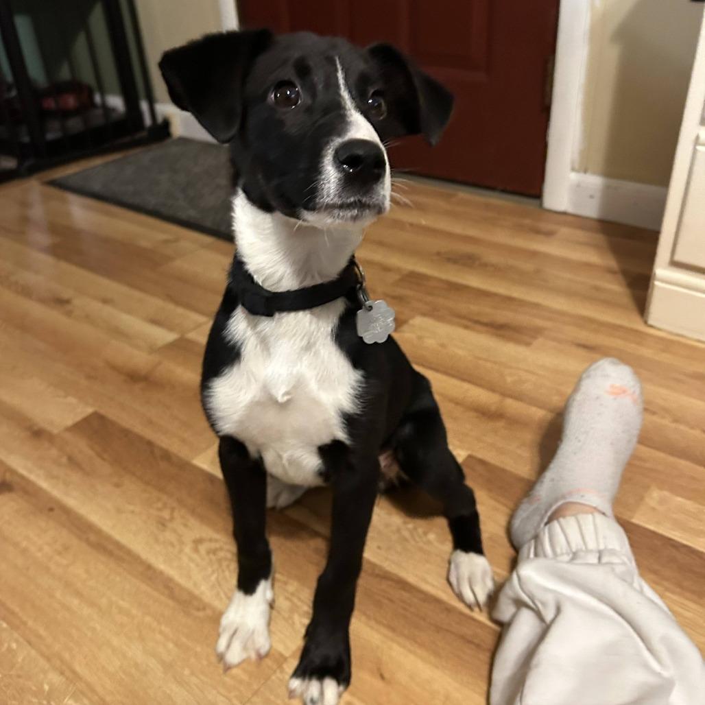 Enlarge Goji *Avail by Appt*, a Adoptable Mixed Breed in Kennebunk, ME image 4/6