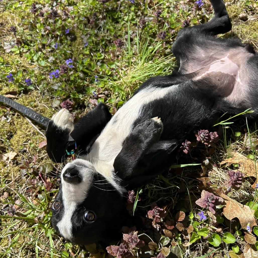 Enlarge Goji *Avail by Appt*, a Adoptable Mixed Breed in Kennebunk, ME image 6/6