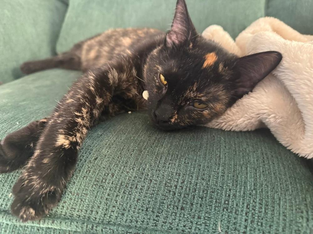 Enlarge Mallory, a Adoptable Domestic Short Hair in Grove City, OH image 1/4