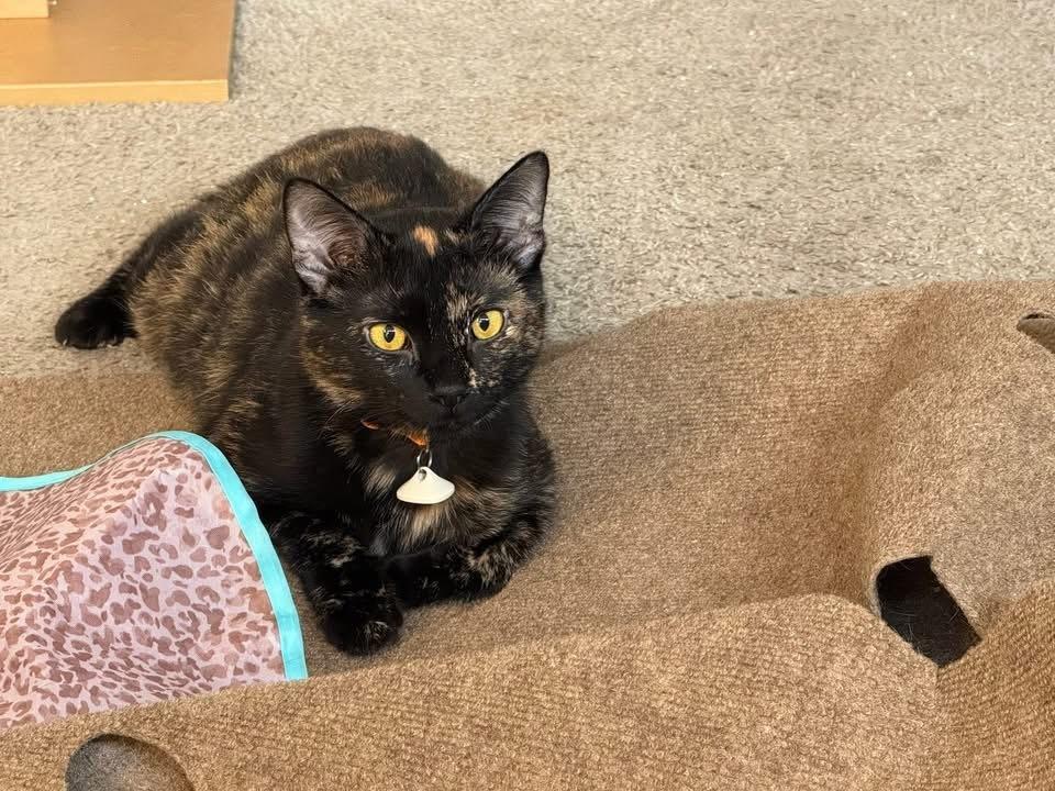 Enlarge Mallory, a Adoptable Domestic Short Hair in Grove City, OH image 2/4