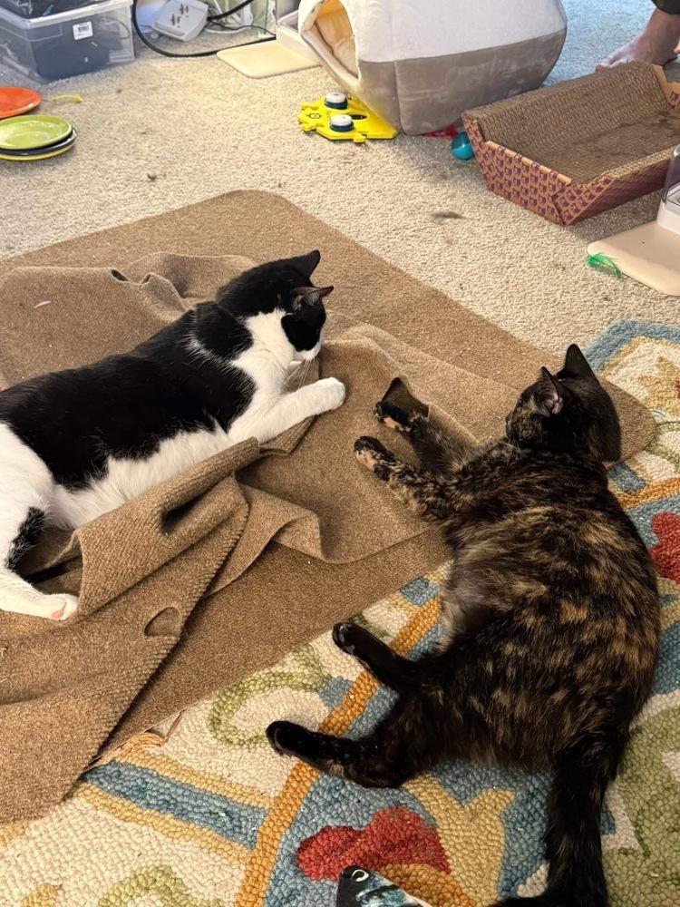 Enlarge Mallory, a Adoptable Domestic Short Hair in Grove City, OH image 4/4