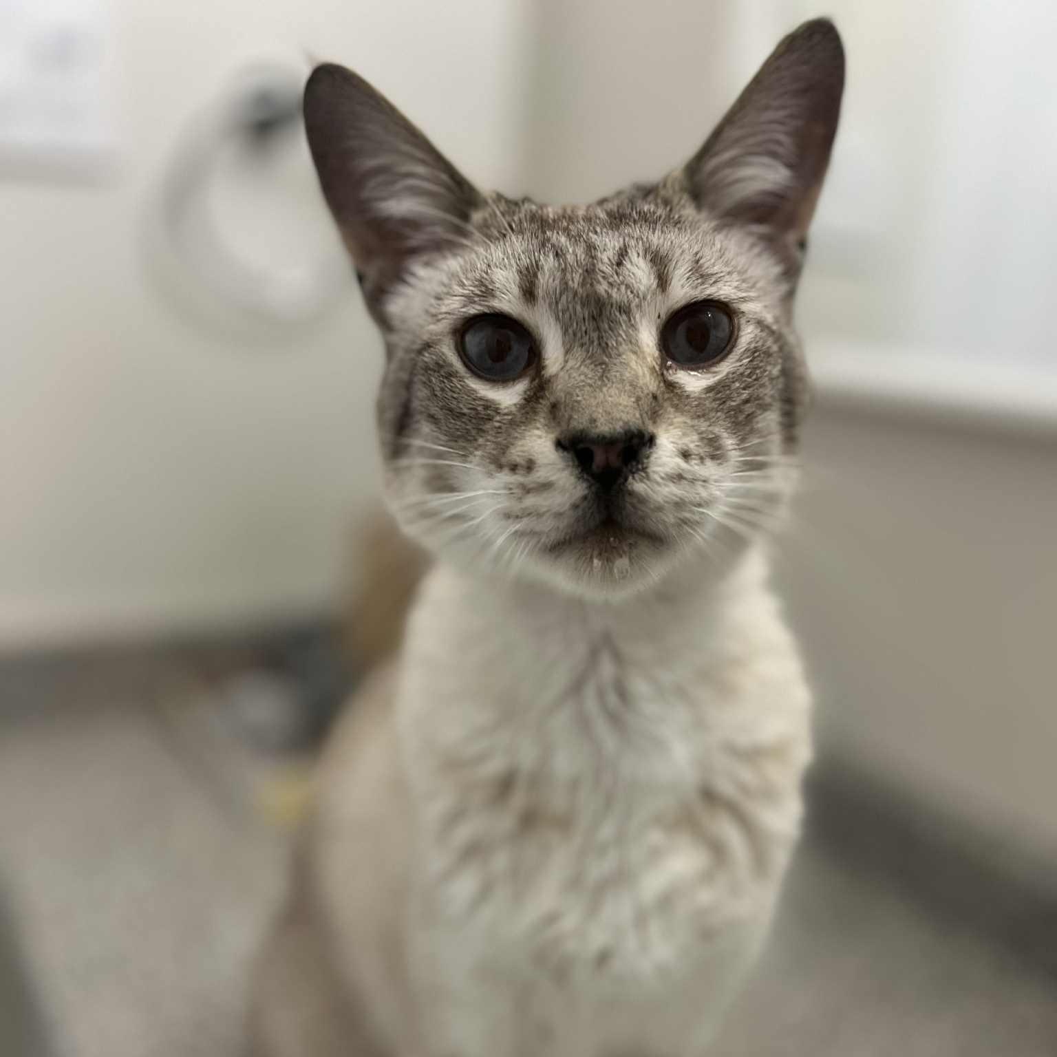 Charlie, Adoptable, Adult Male Savannah.