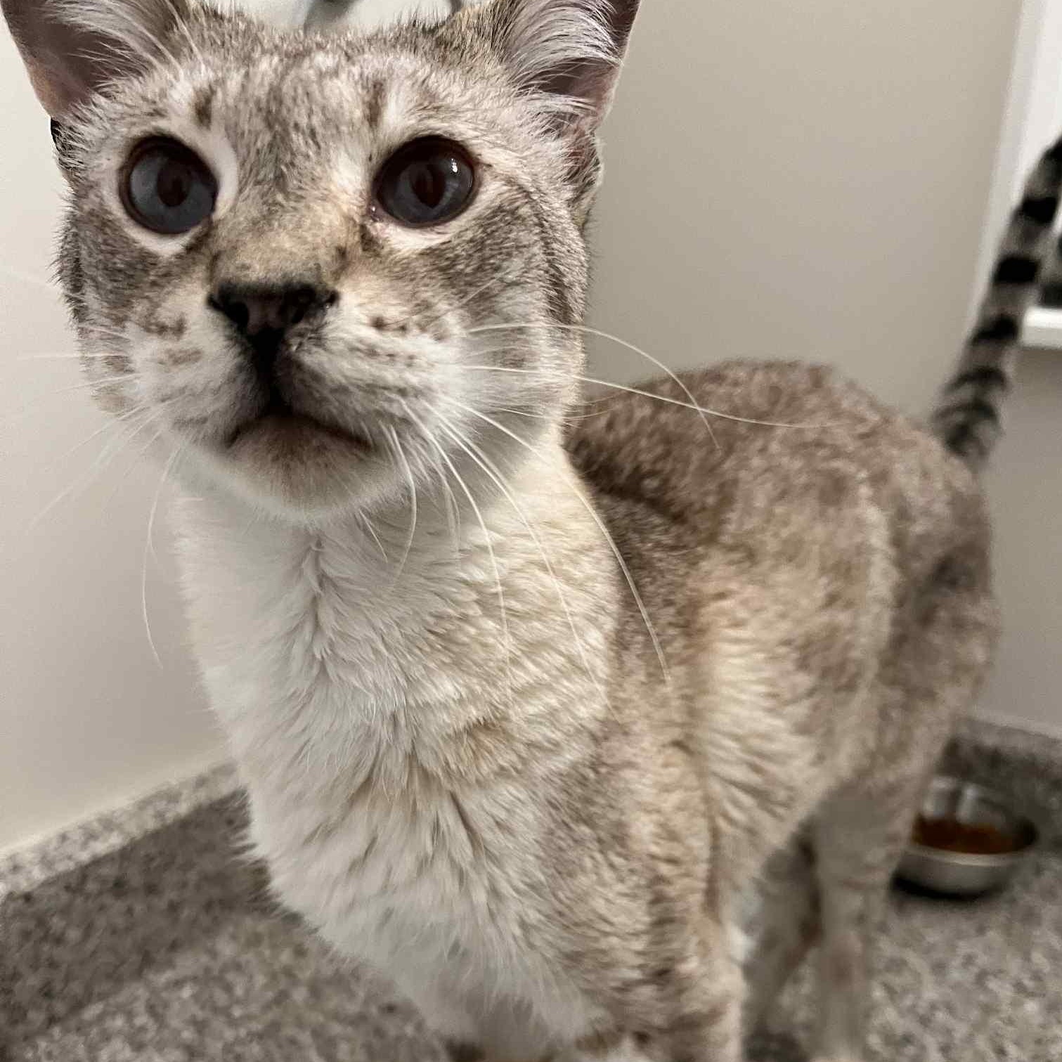 Charlie — thumbnail 2