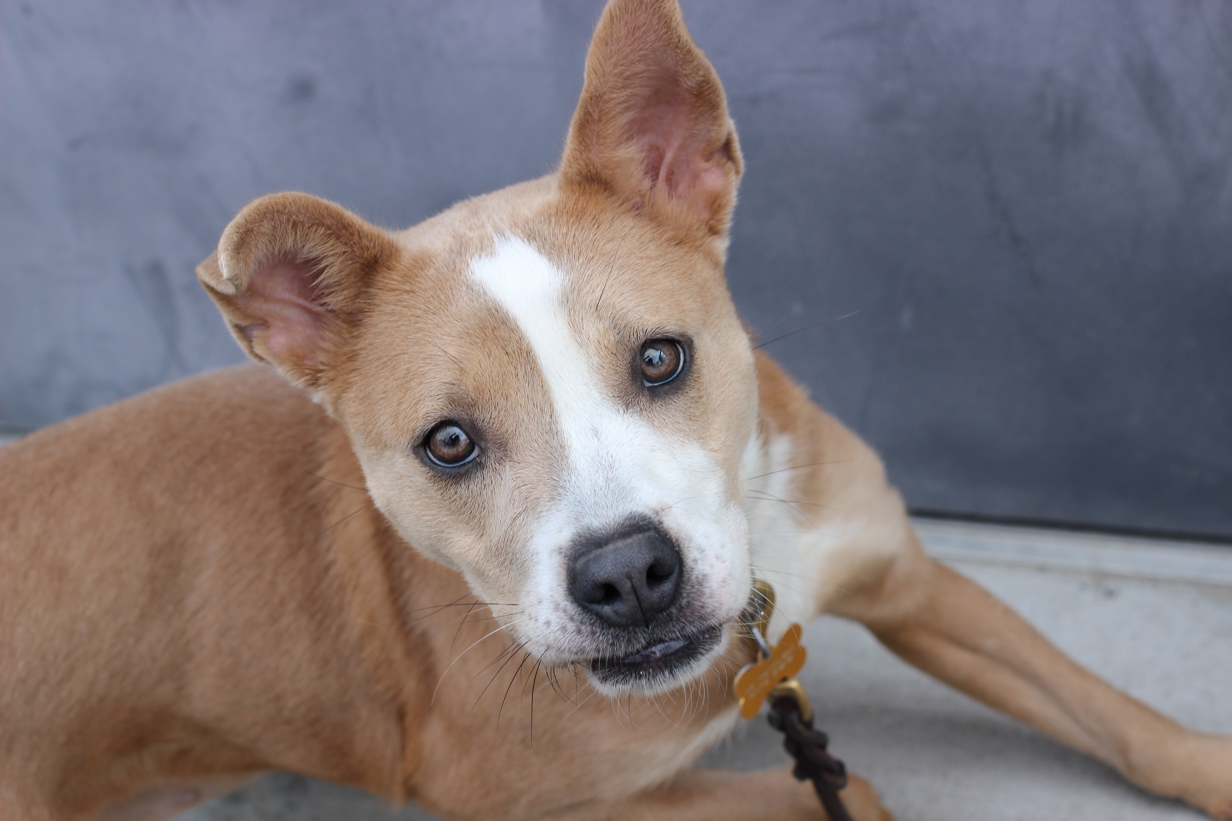 Enlarge Daisy, a Adoptable mixed breed in Port Washington, NY image 2/3