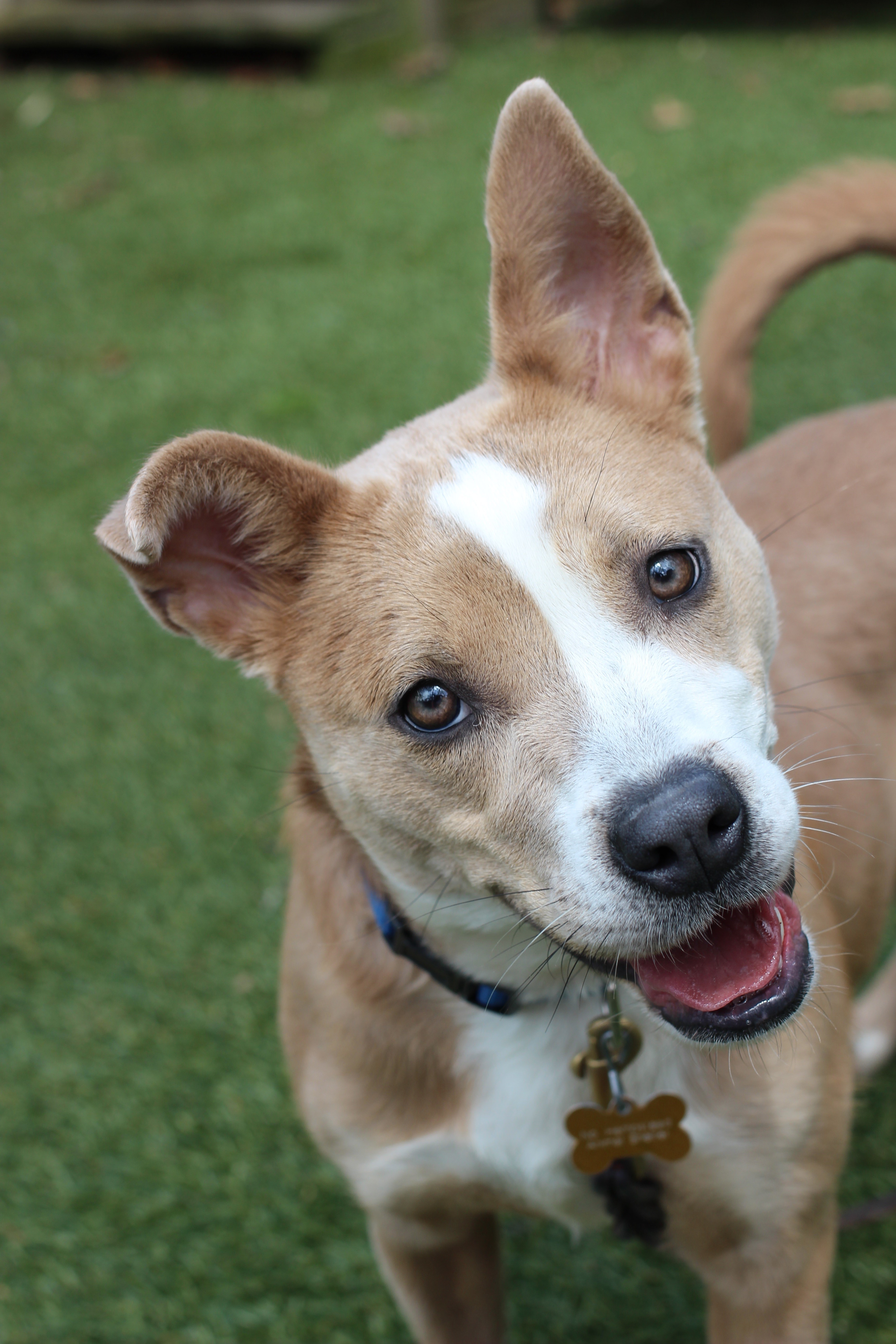 Enlarge Daisy, a Adoptable mixed breed in Port Washington, NY image 1/3