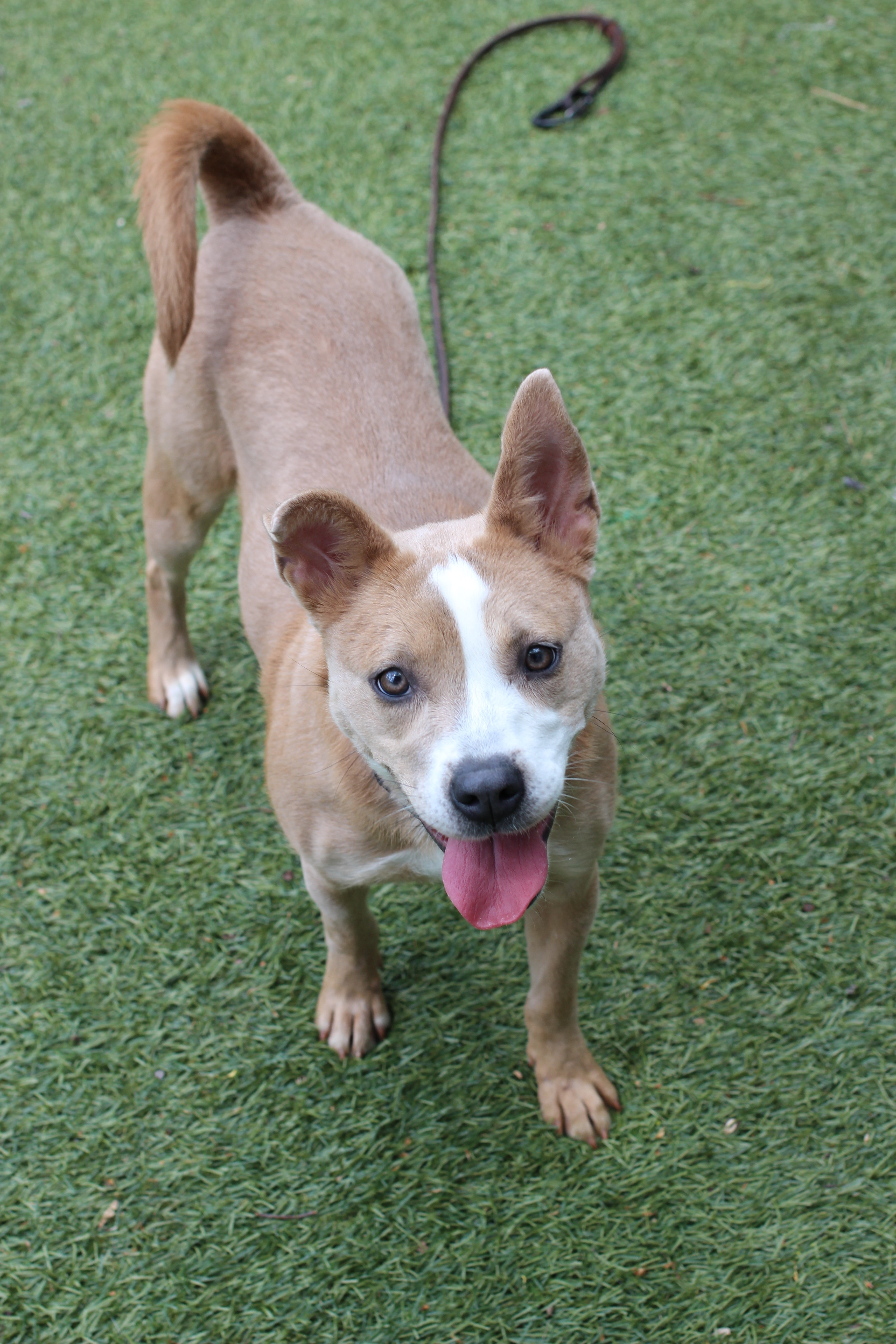 Enlarge Daisy, a Adoptable mixed breed in Port Washington, NY image 3/3