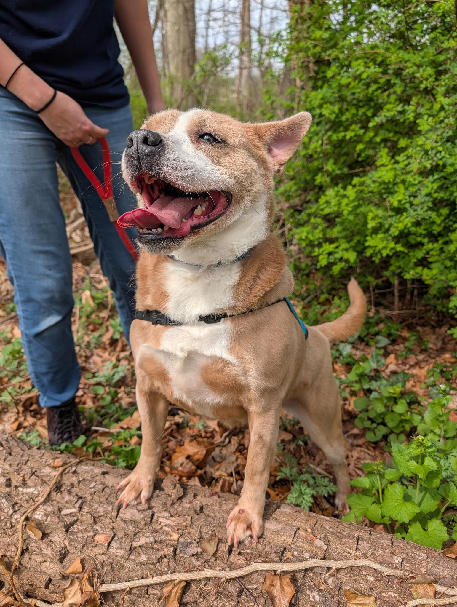 Daisy, a Adoptable mixed breed in Port Washington, NY image 4/5