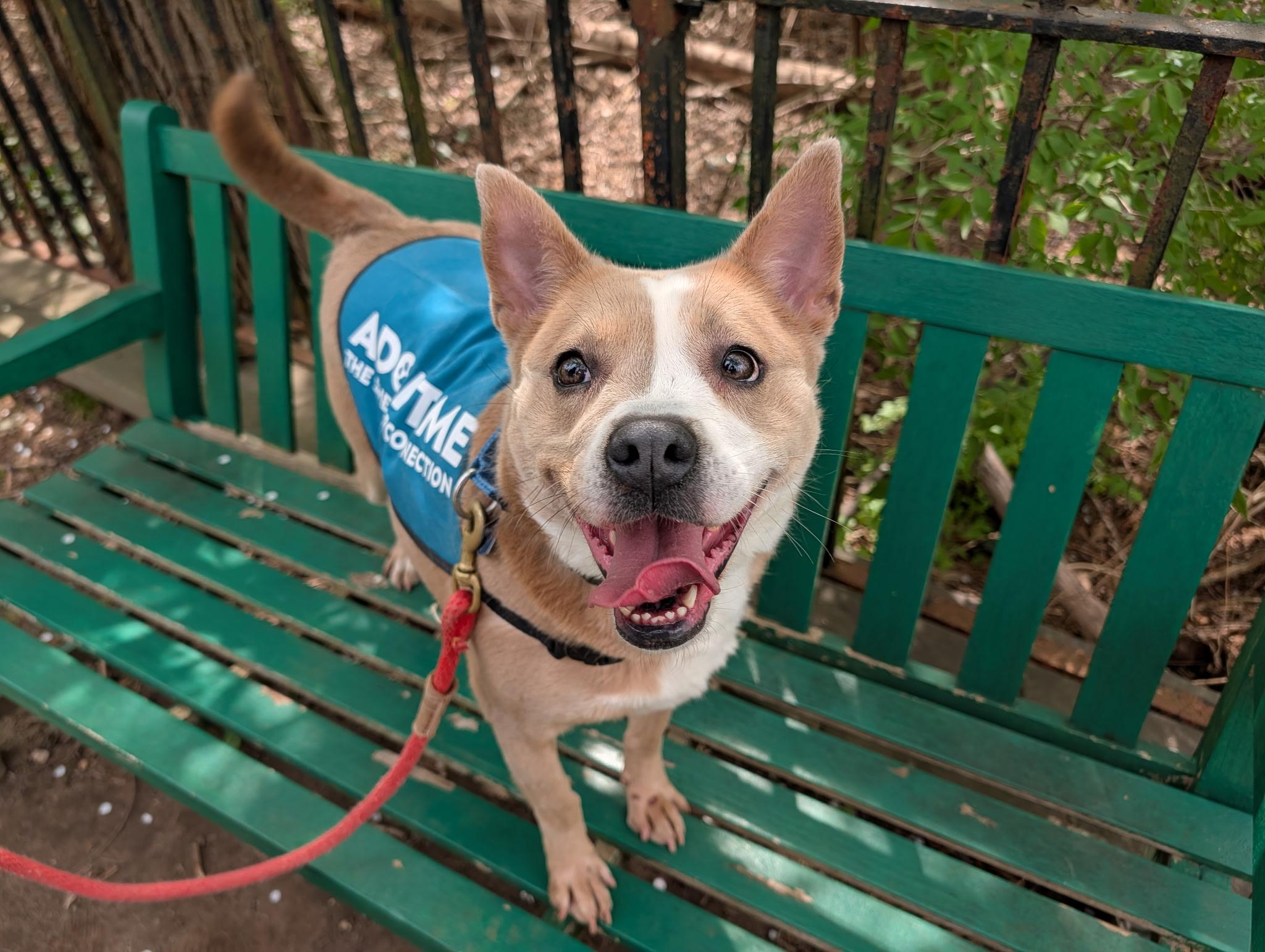 Daisy, a Adoptable mixed breed in Port Washington, NY image 5/5