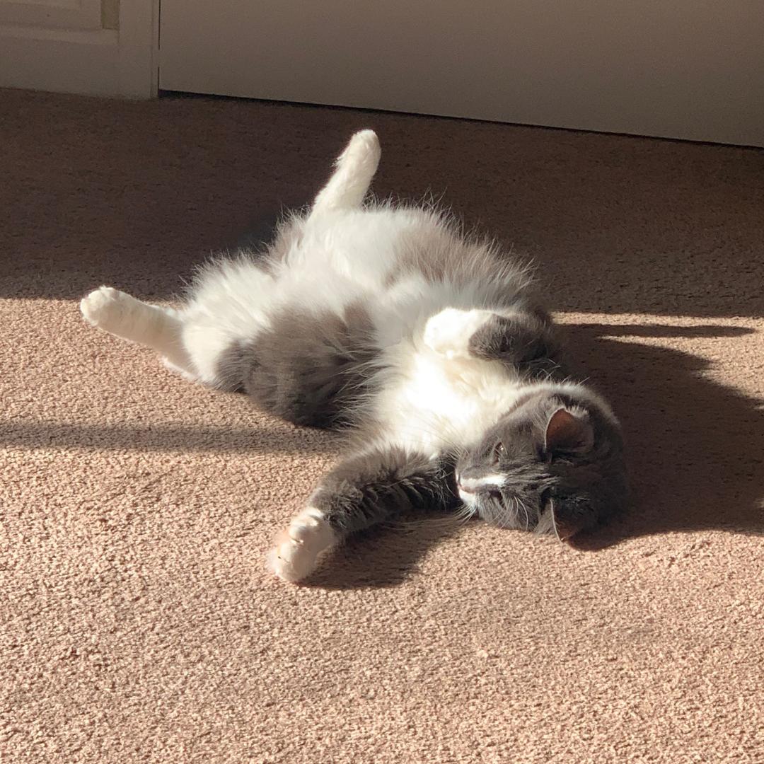 Enlarge Liam & Tunky, a ADOPTABLE mixed breed in Morgan Hill, CA image 5/6